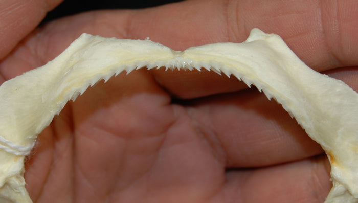 Japanese Topeshark Jaw