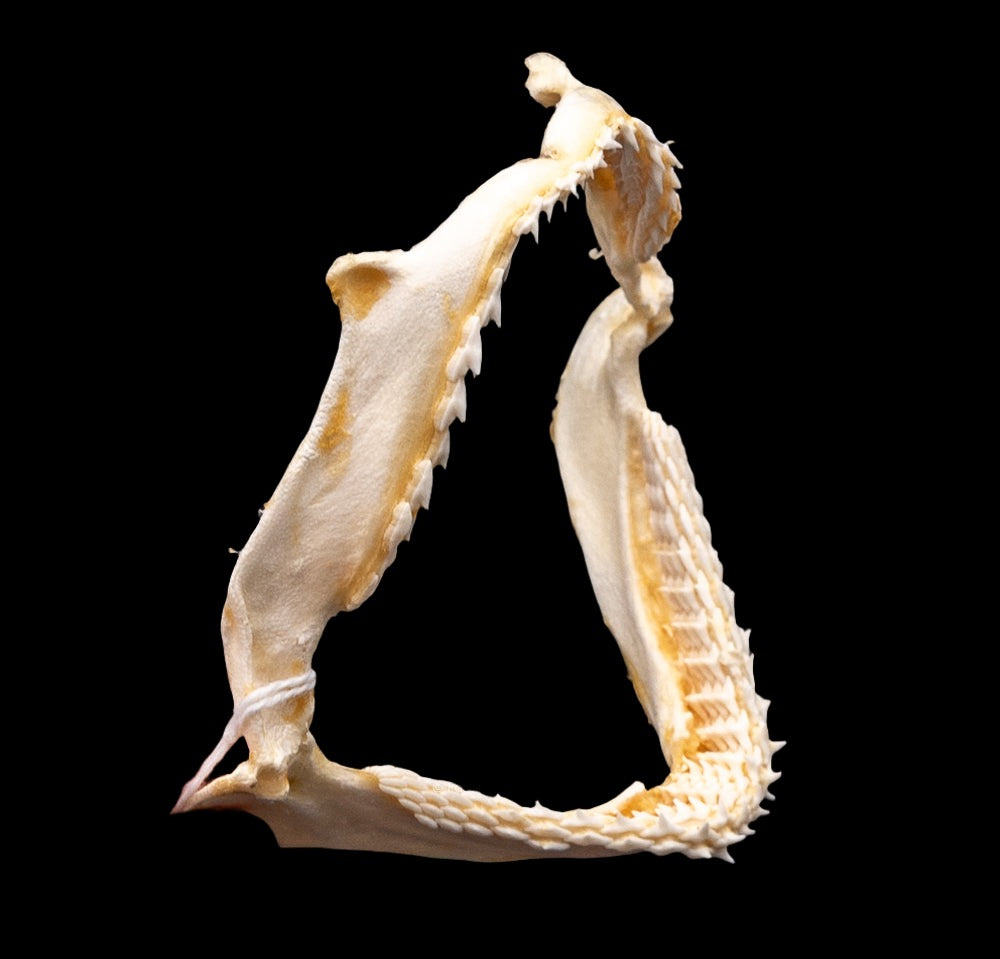 Bonnethead Shark w/DATA