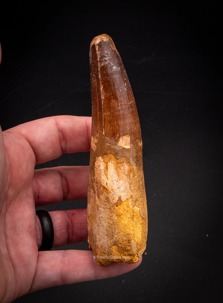 XLG Spinosaurus Dinosaur Tooth 4.24”