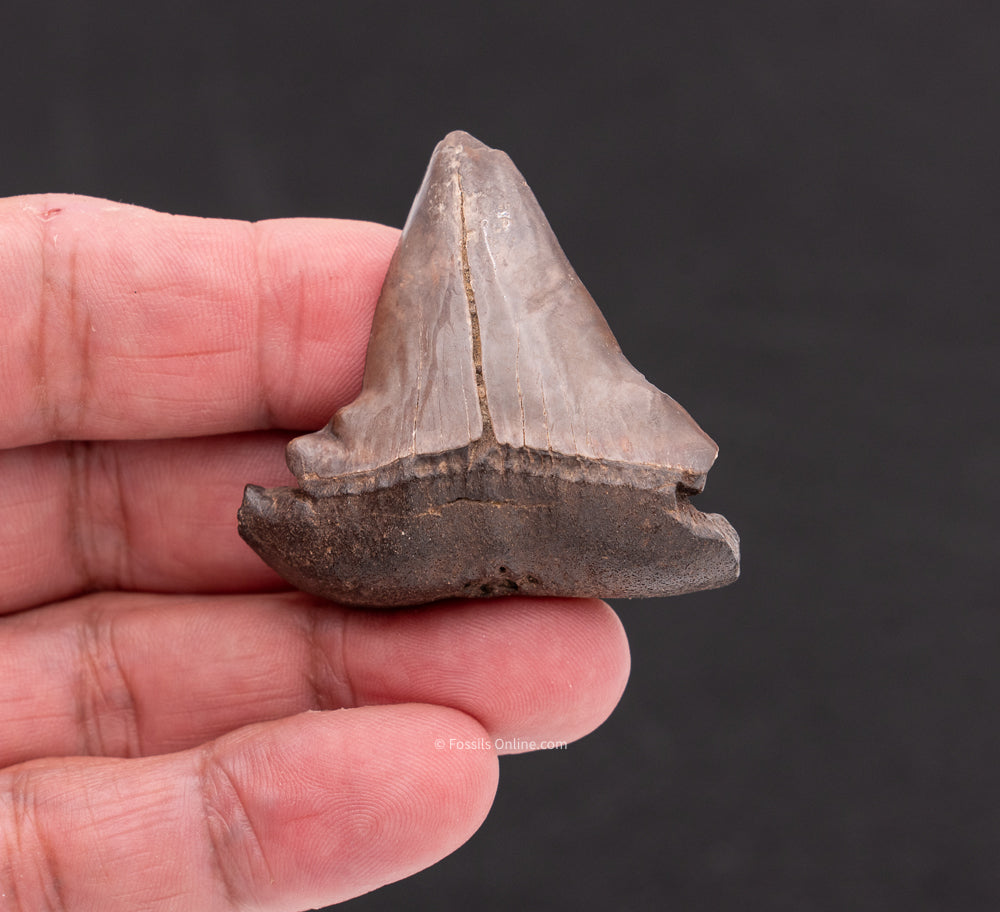 Deformed C. hastalis Mako Shark Tooth