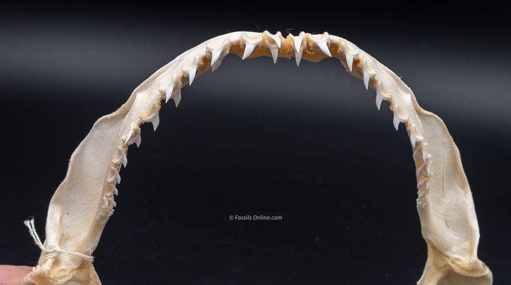 Bigeye Thresher Shark Jaw w/DATA