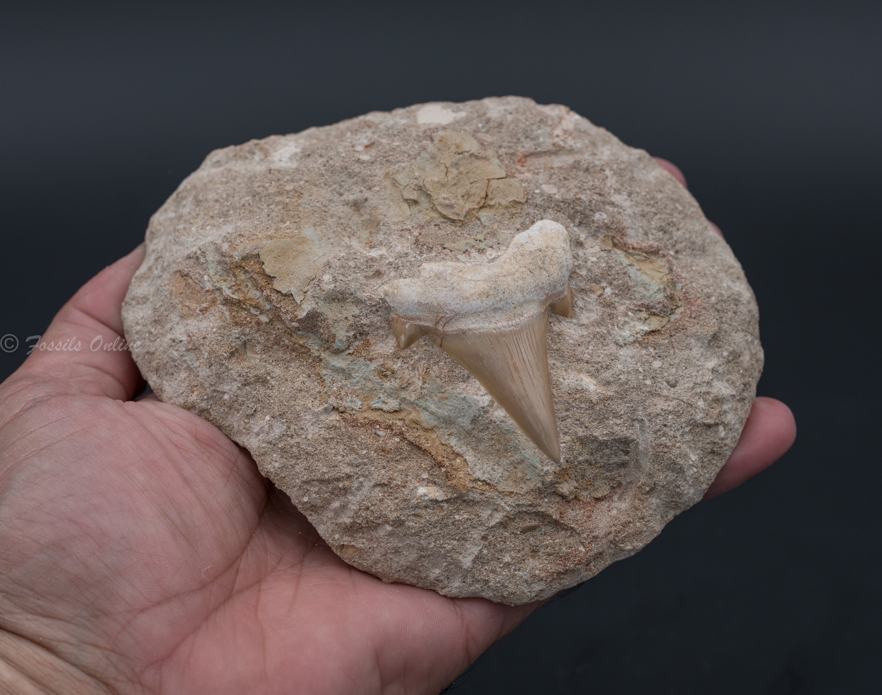 Otodus Shark Tooth in Original Matrix