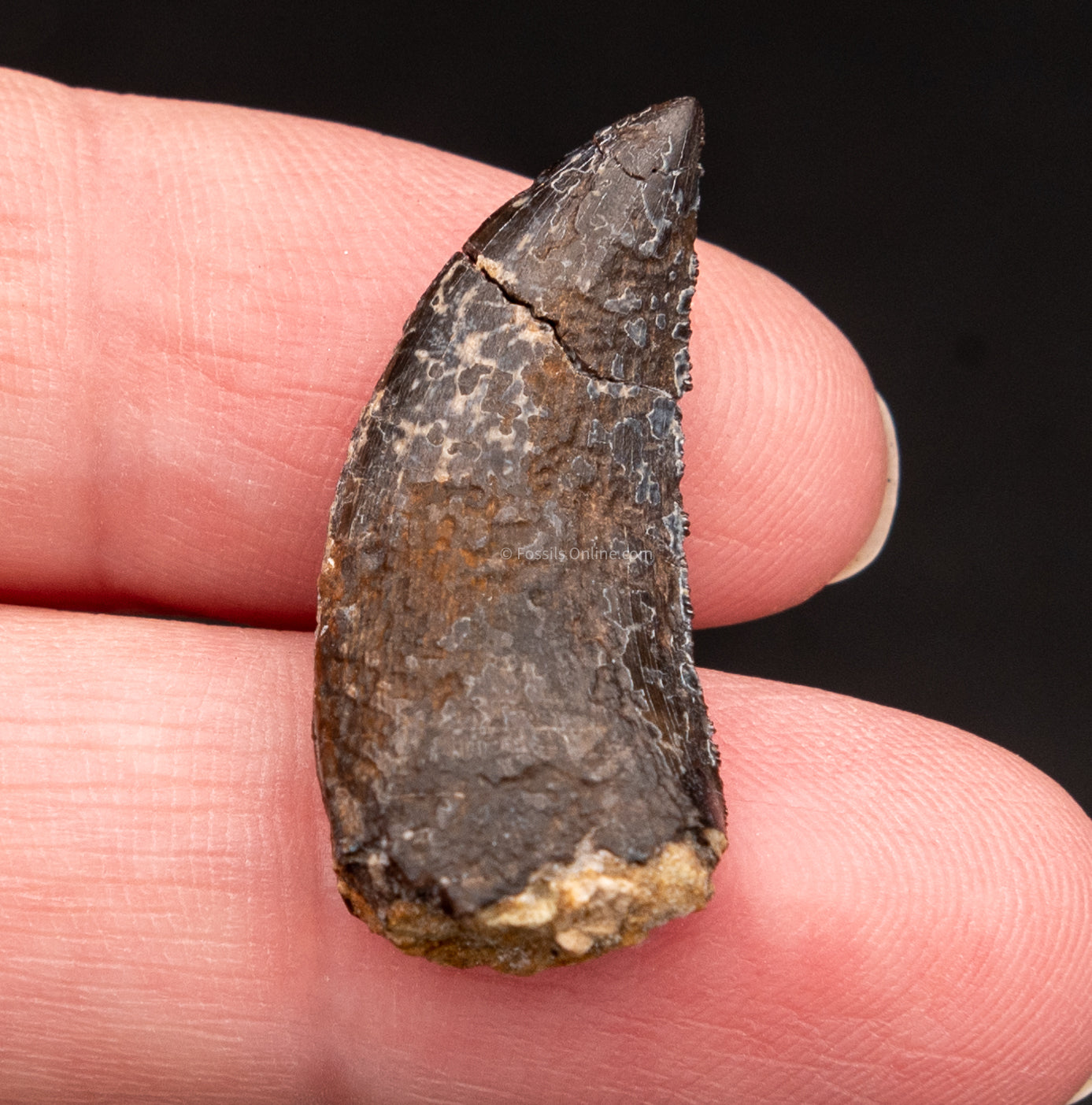 allosaurus tooth other side