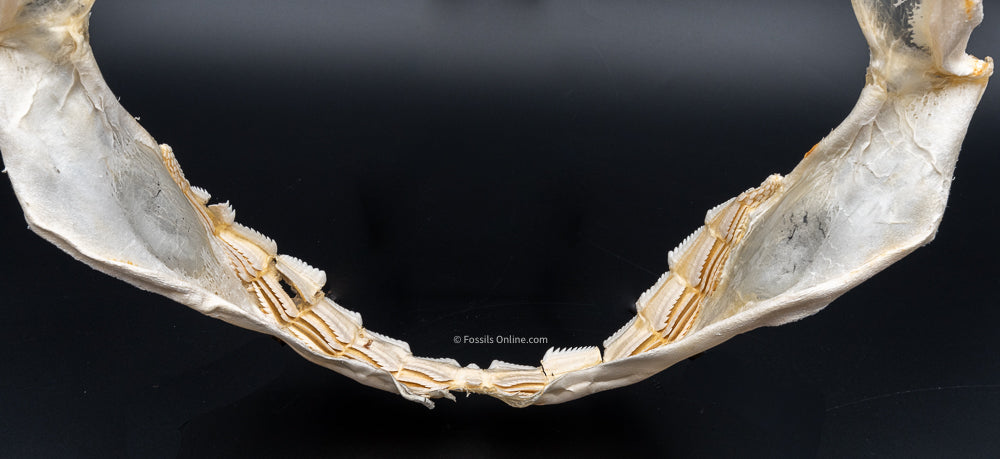 Sixgill Shark Jaw