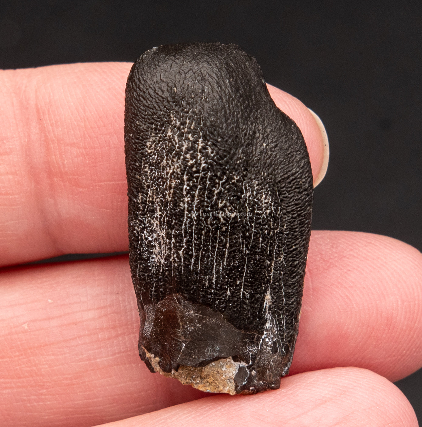 Camarasaurus Real Sauropod Dinosaur Tooth