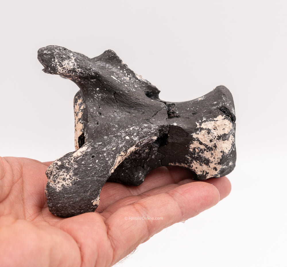 Ultra Rare Fossil Glyptodont Vertebra