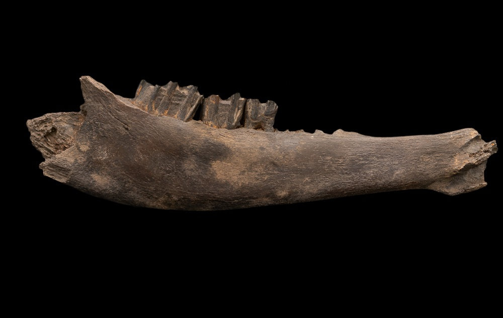 Florida Fossil Bison Jaw