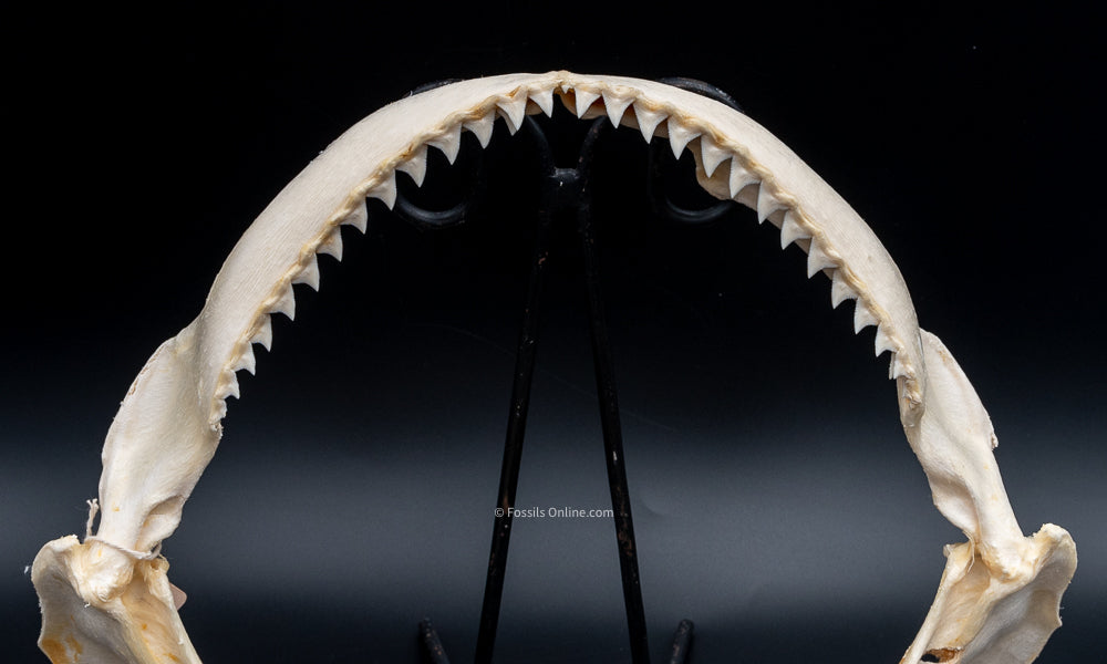 Dusky Shark Jaw w/DATA