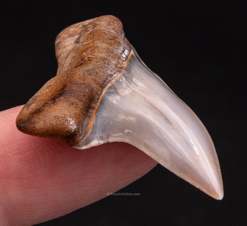 Fossilized shark tooth held between fingers against a black background
