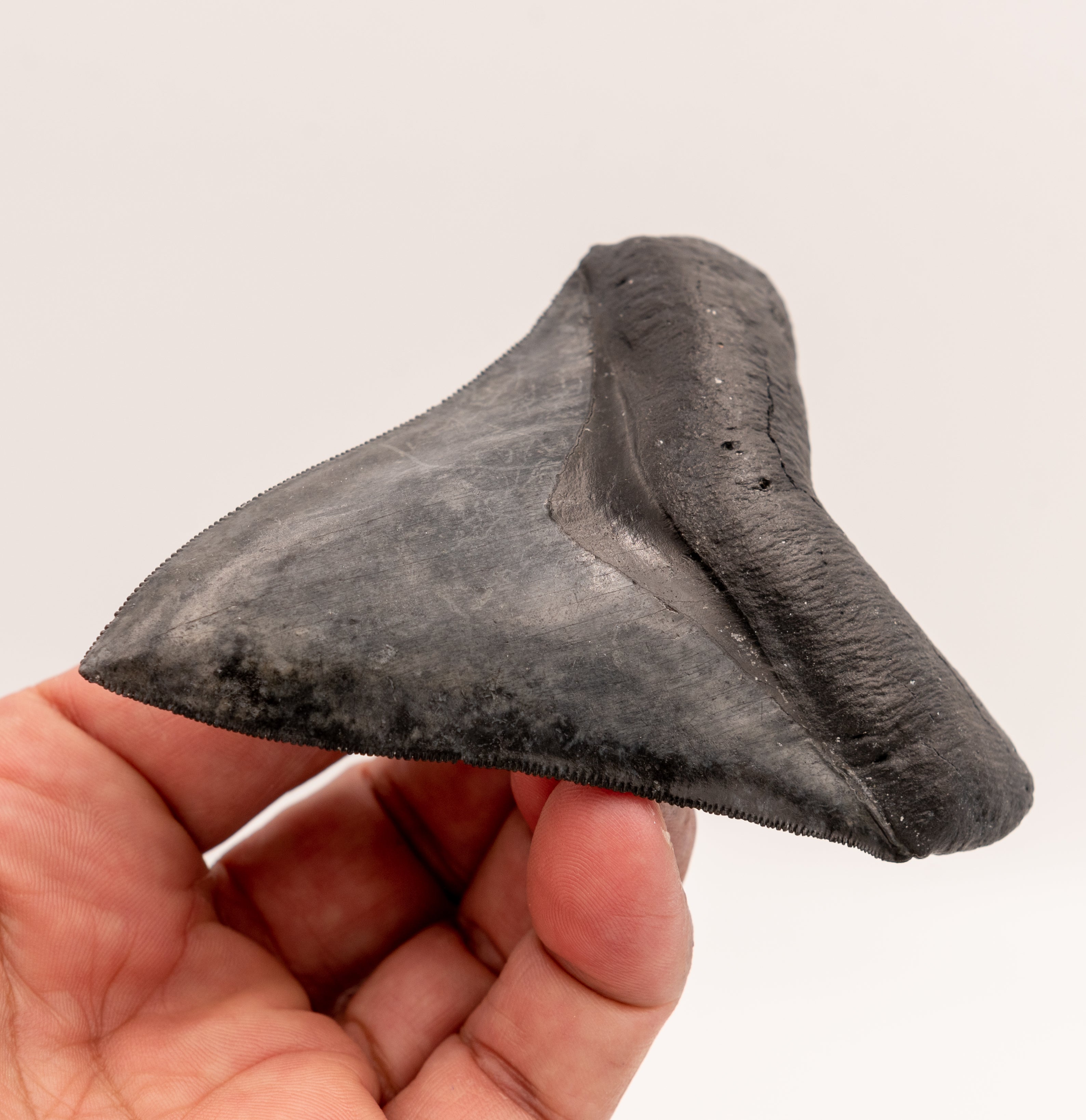 FINEST Florida Megalodon Tooth.