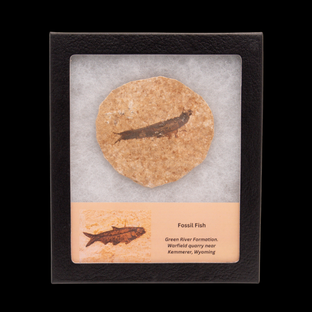 Fossil Fish
