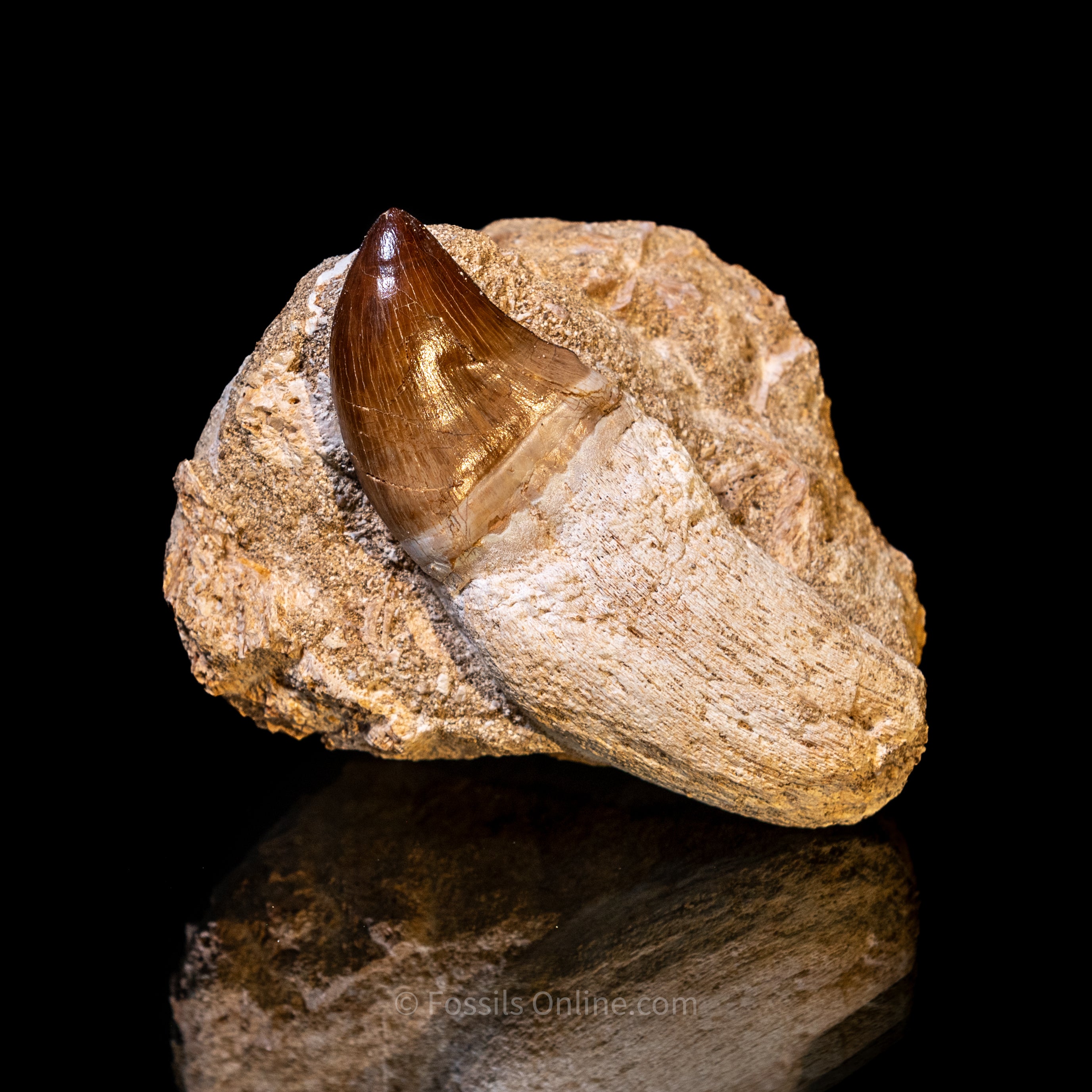 Mosasaurus Tooth in Matrix 3.59"