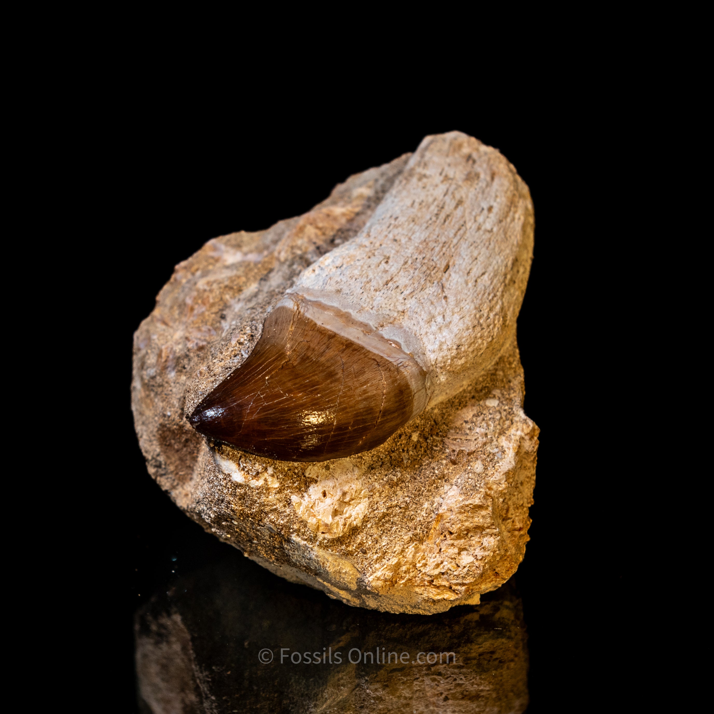 Mosasaurus Tooth in Matrix 3.59"