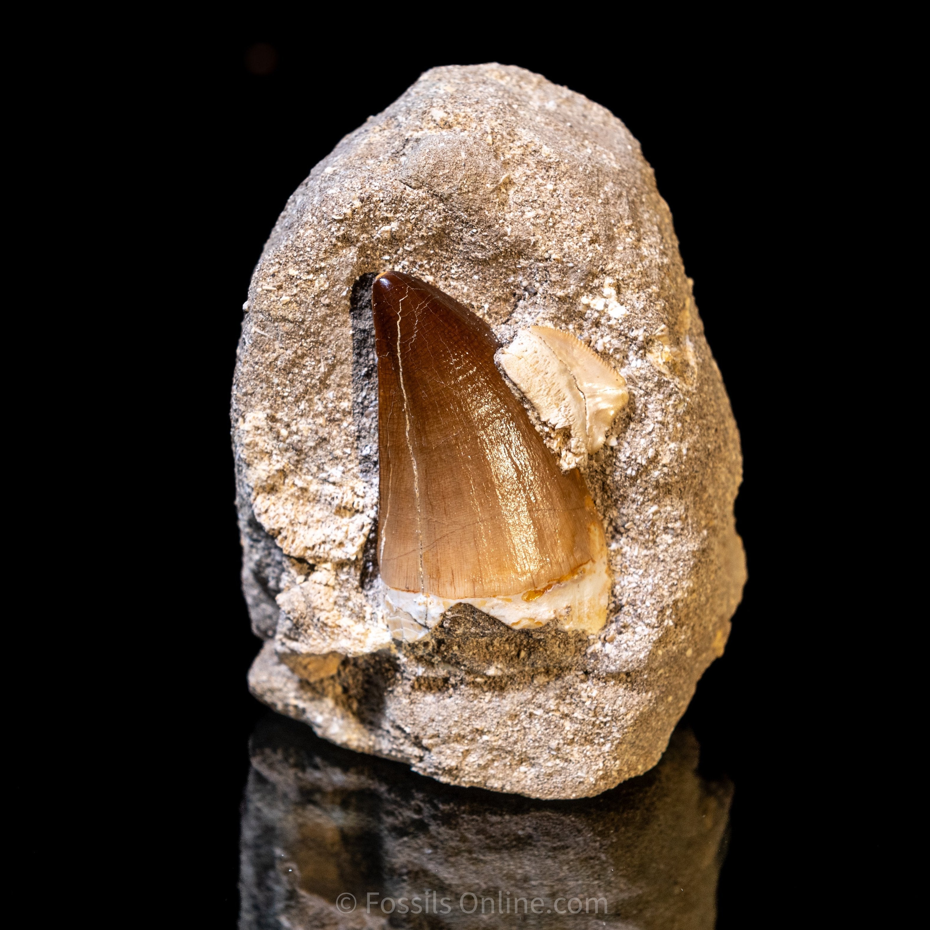 Mosasaurus Tooth in Matrix 2.25"