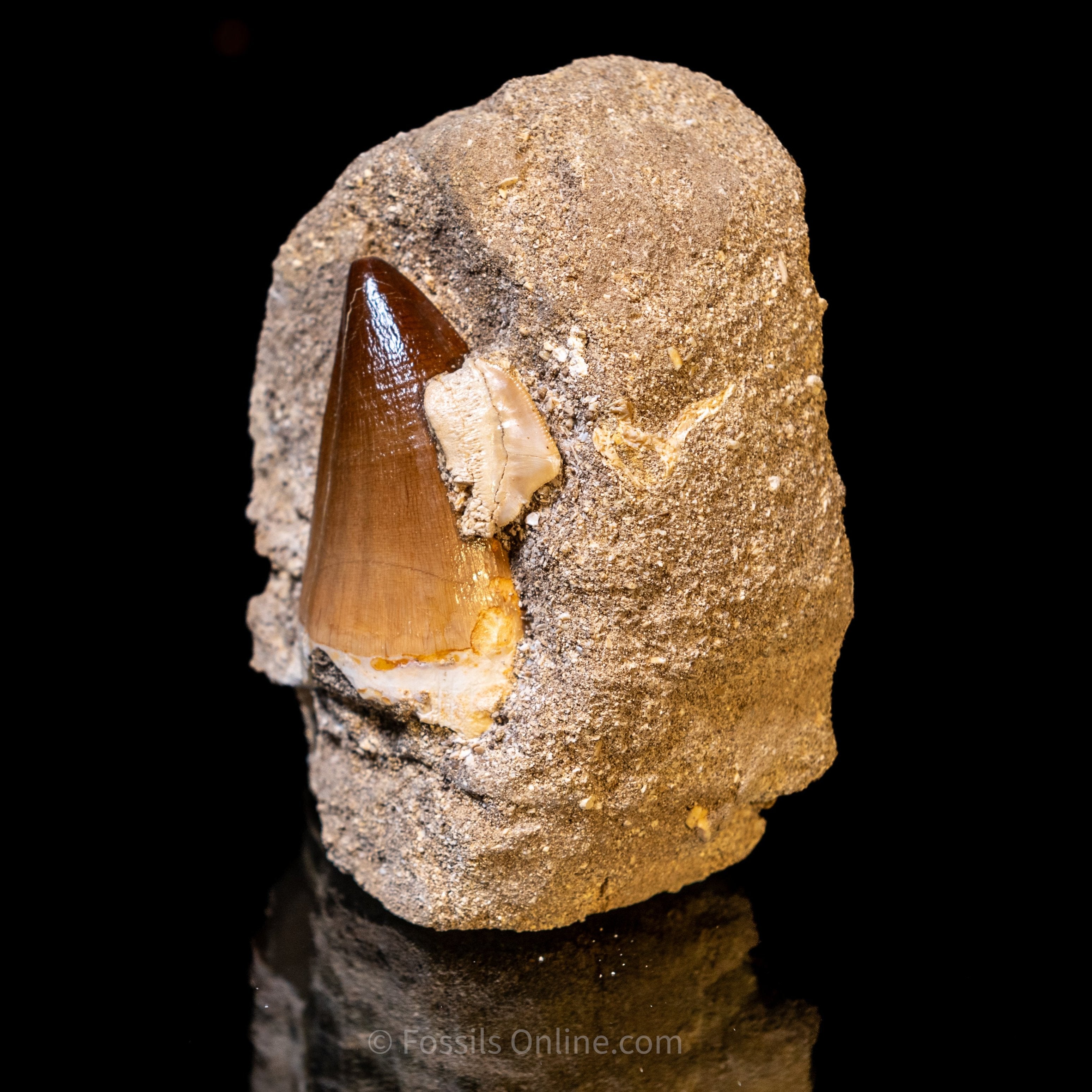 Mosasaurus Tooth in Matrix 2.25"