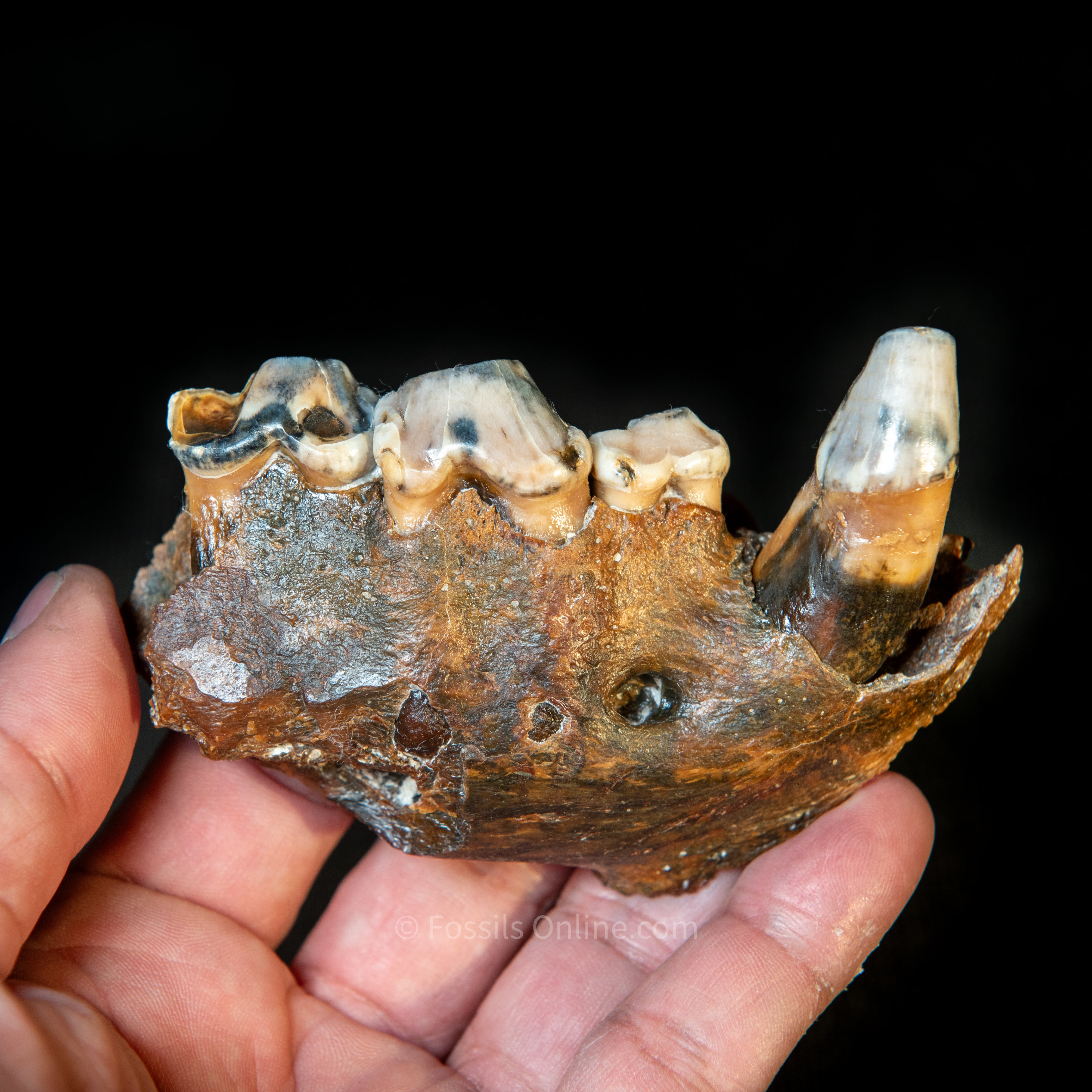 Cave Hyena Jaw with Teeth