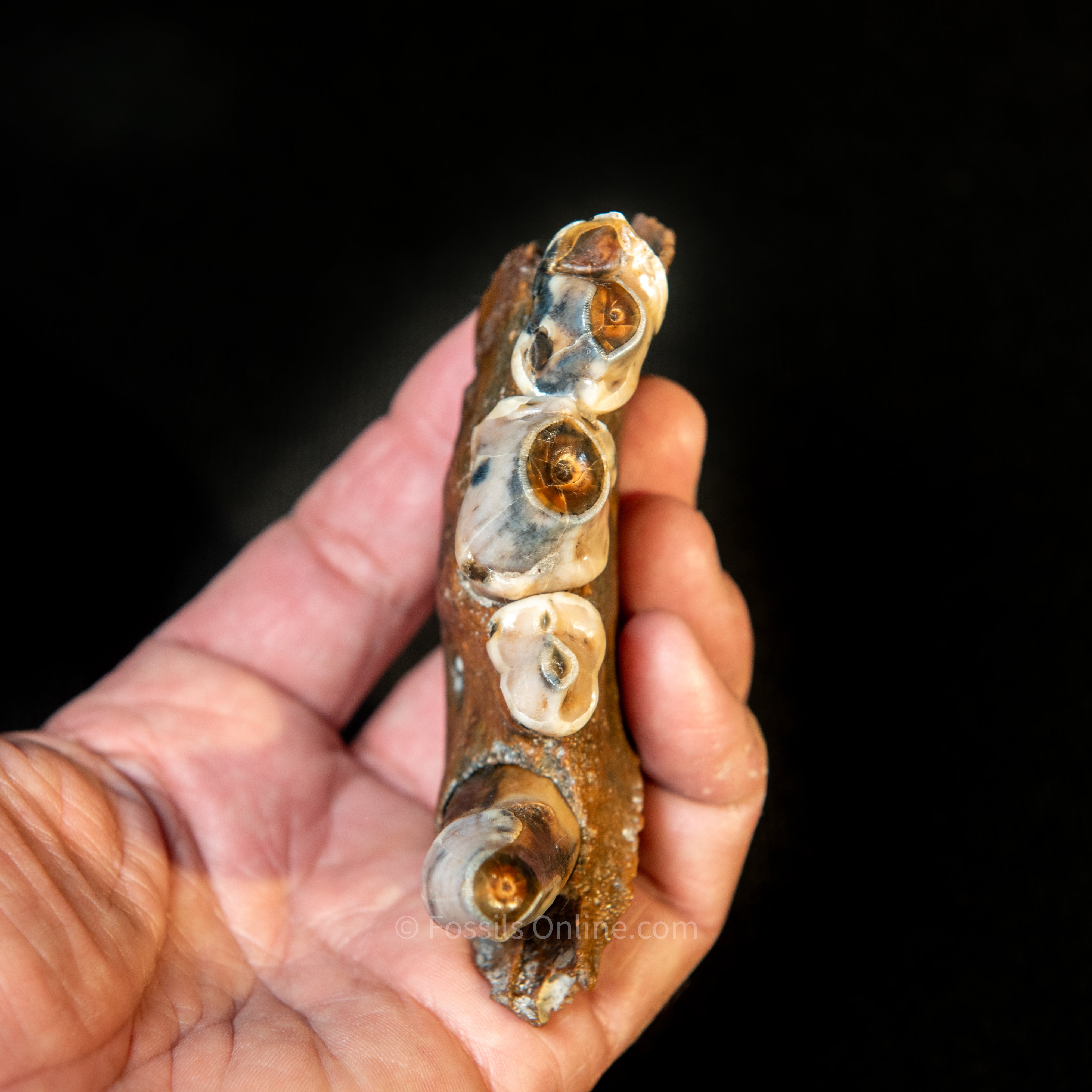 Cave Hyena Jaw with Teeth