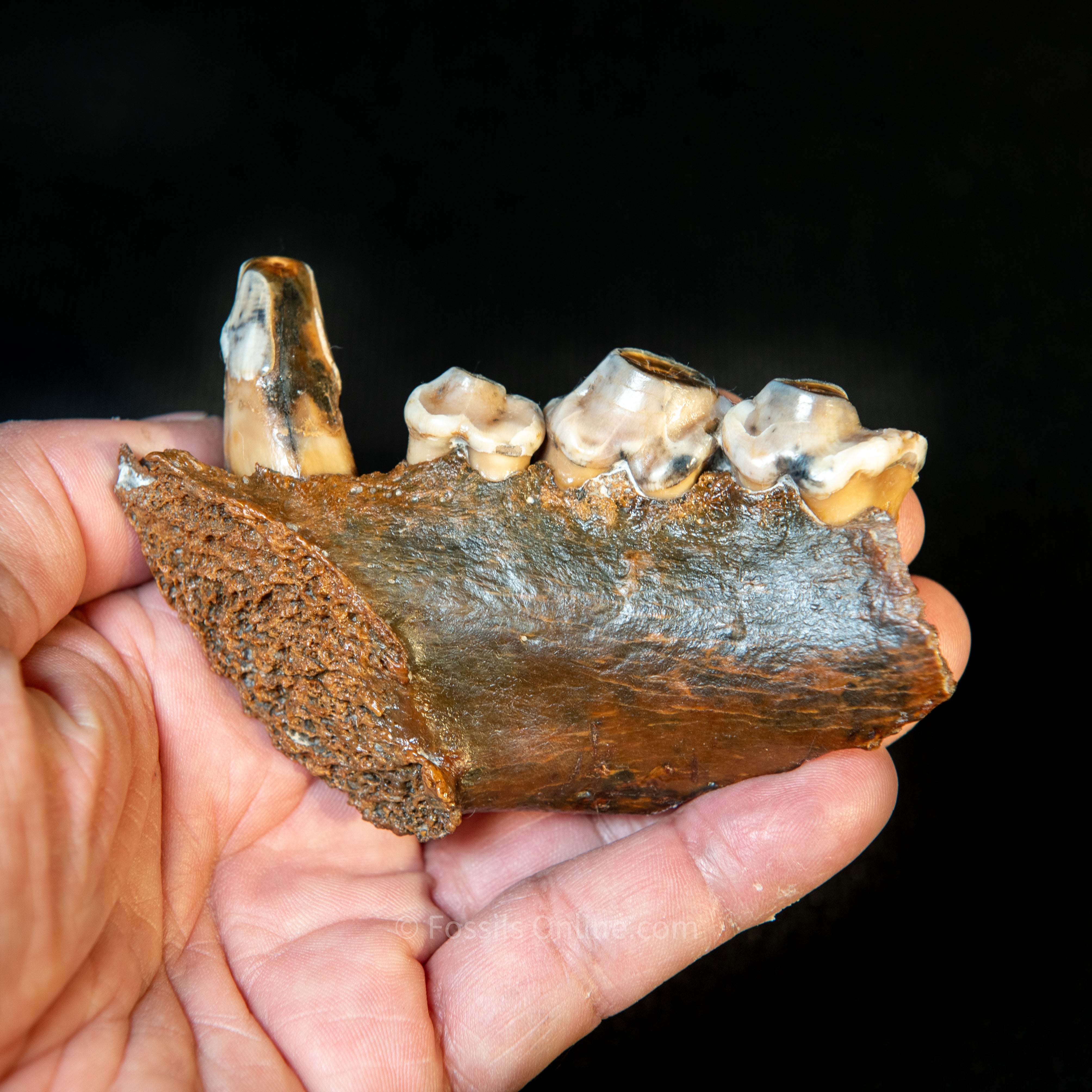 Cave Hyena Jaw with Teeth