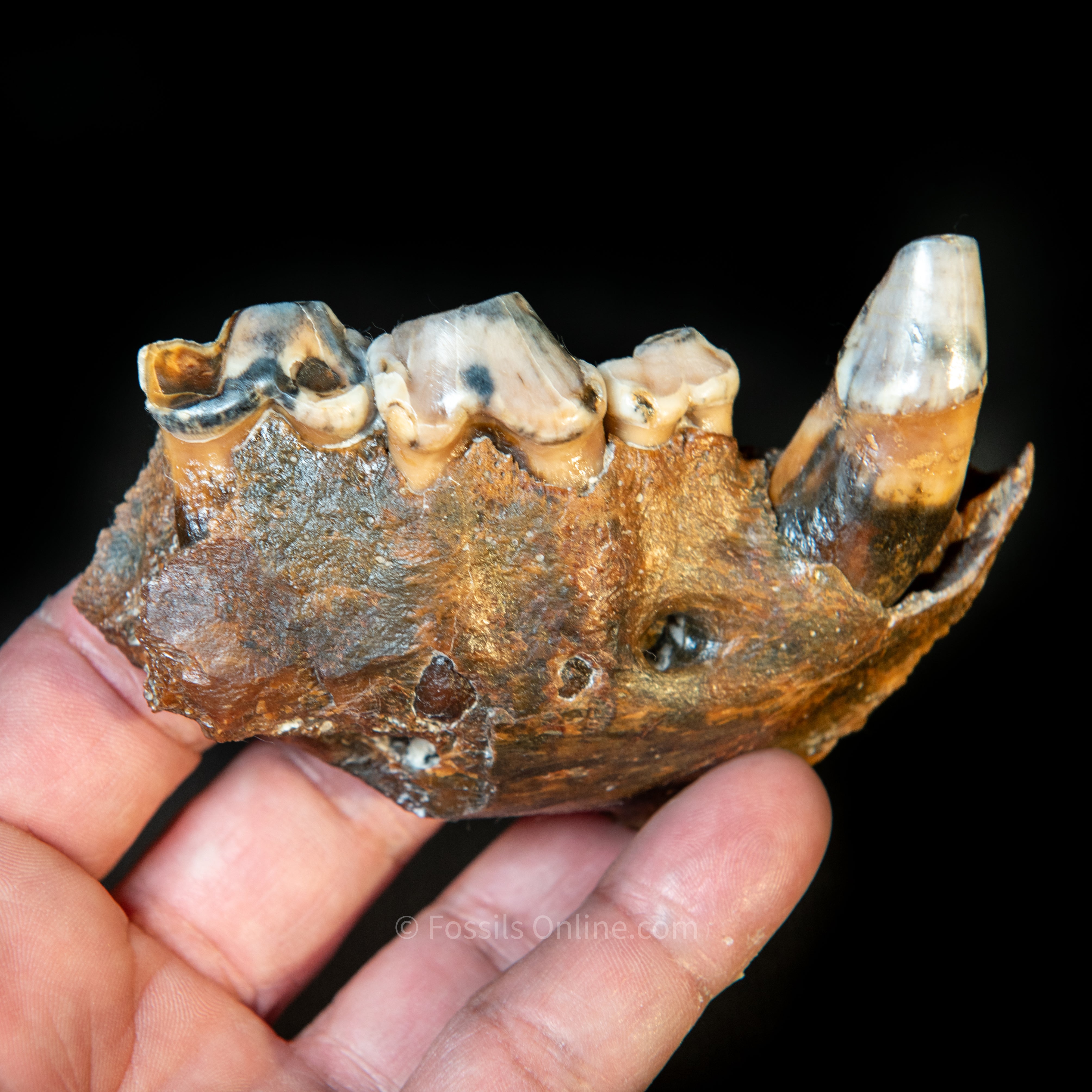 Cave Hyena Jaw with Teeth