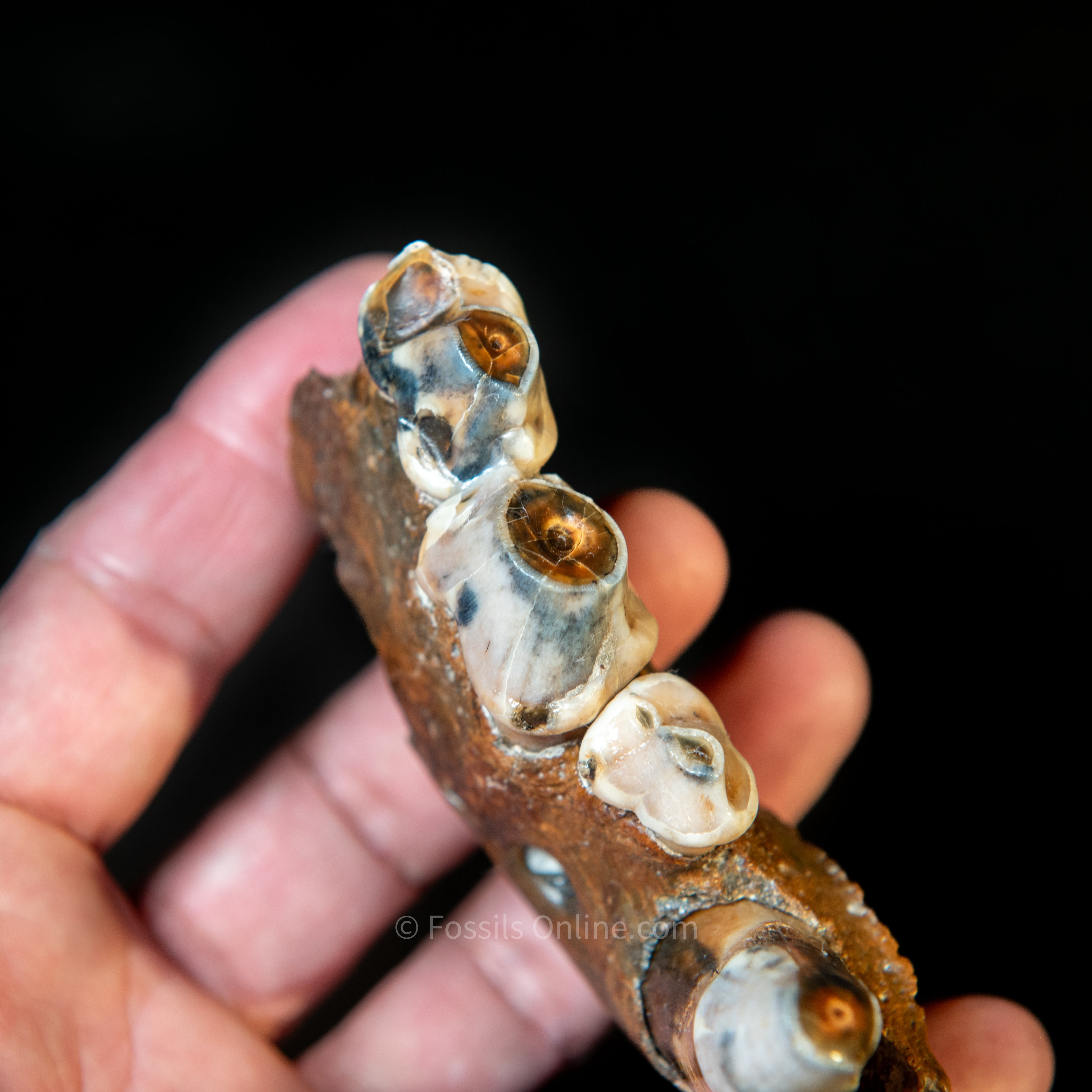 Cave Hyena Jaw with Teeth