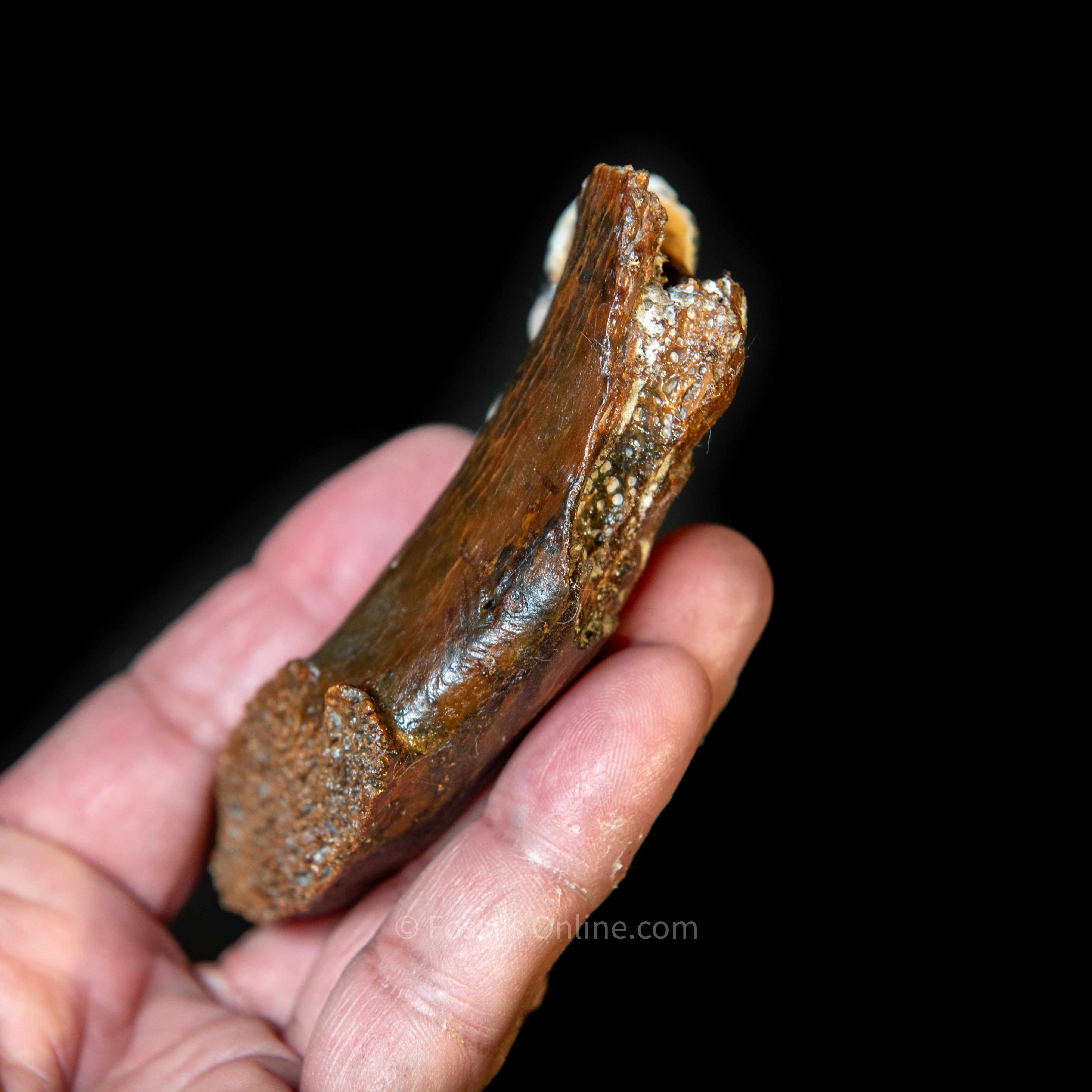 Cave Hyena Jaw with Teeth