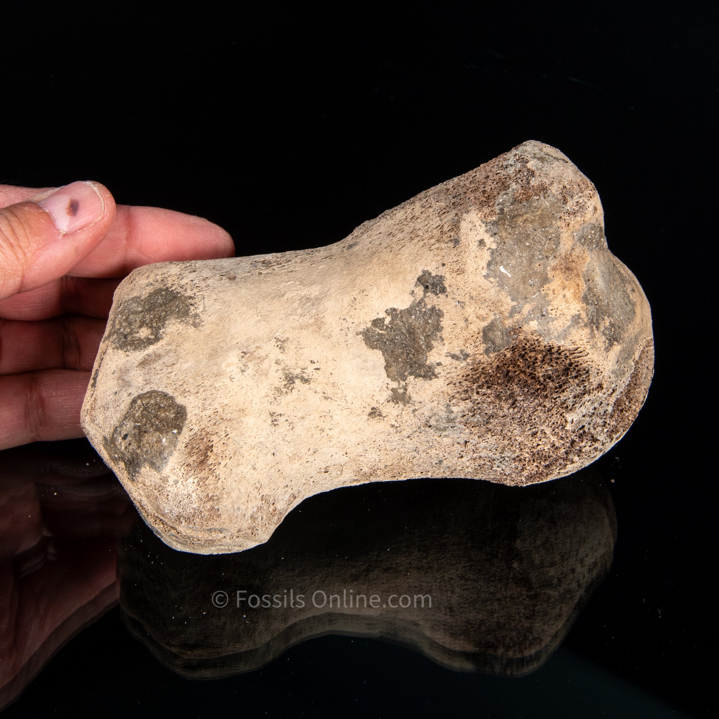 Fossil Whale Humerus Lee Creek