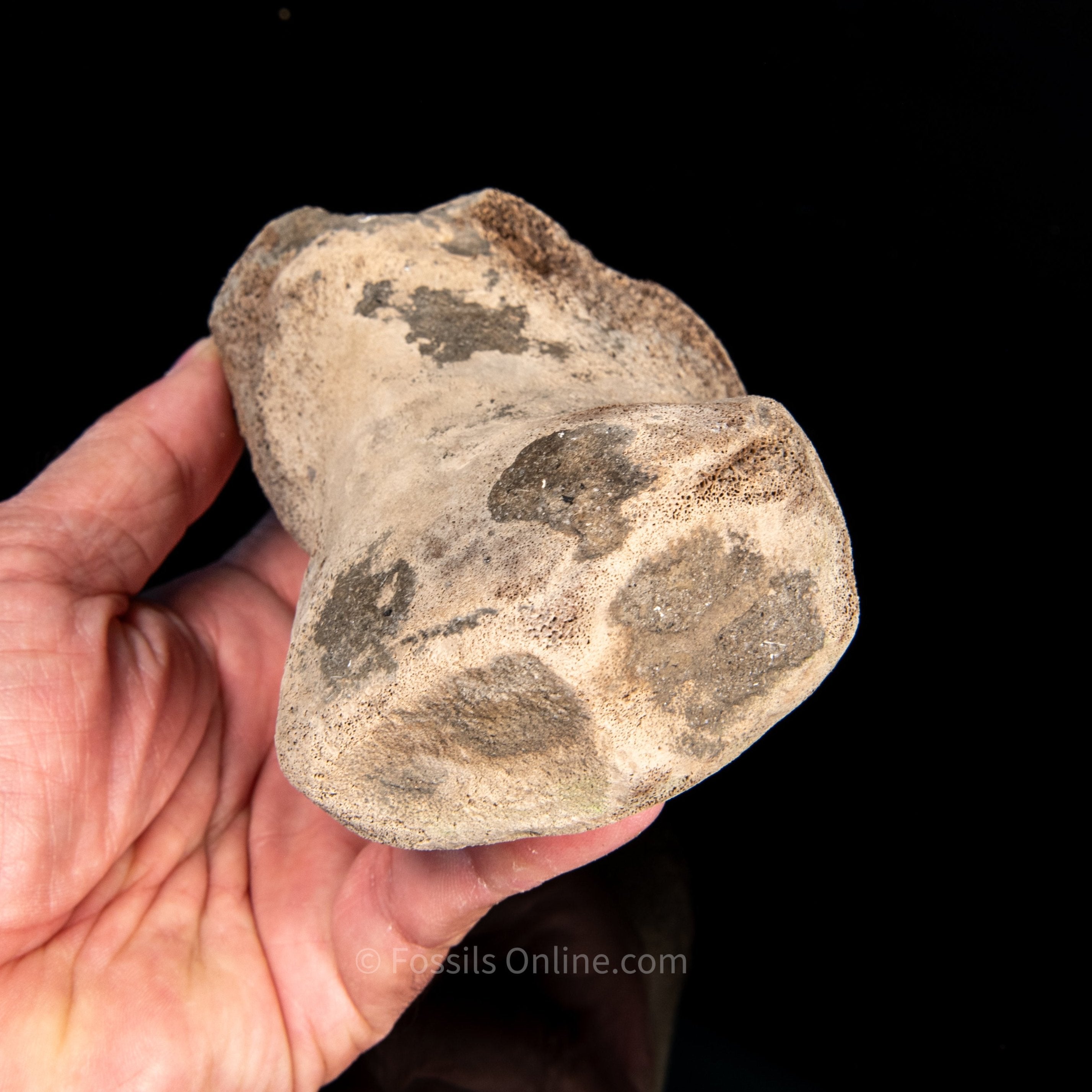 Fossil Whale Humerus Lee Creek
