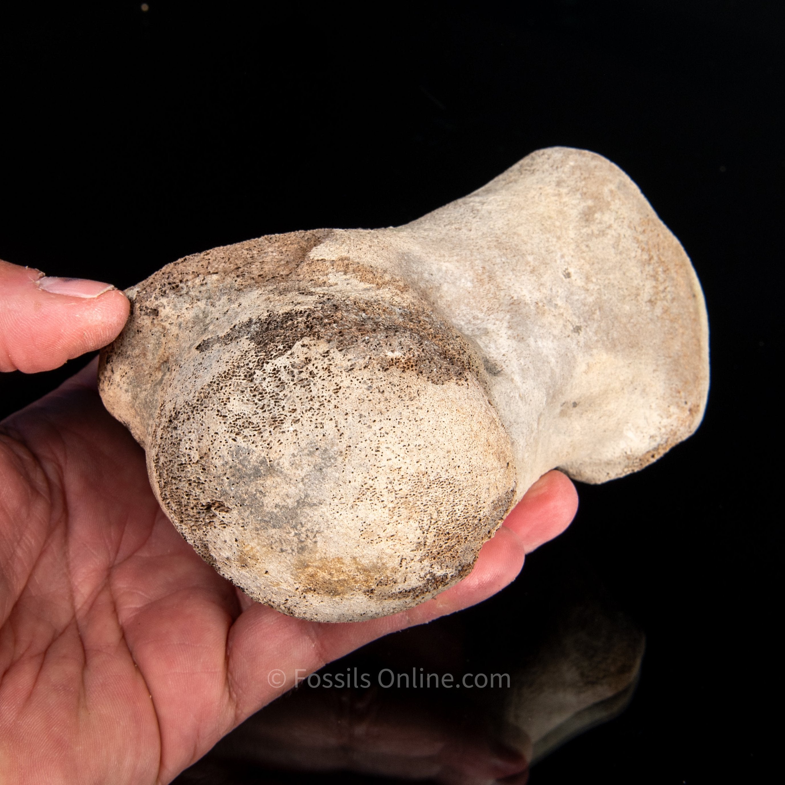 Fossil Whale Humerus Lee Creek