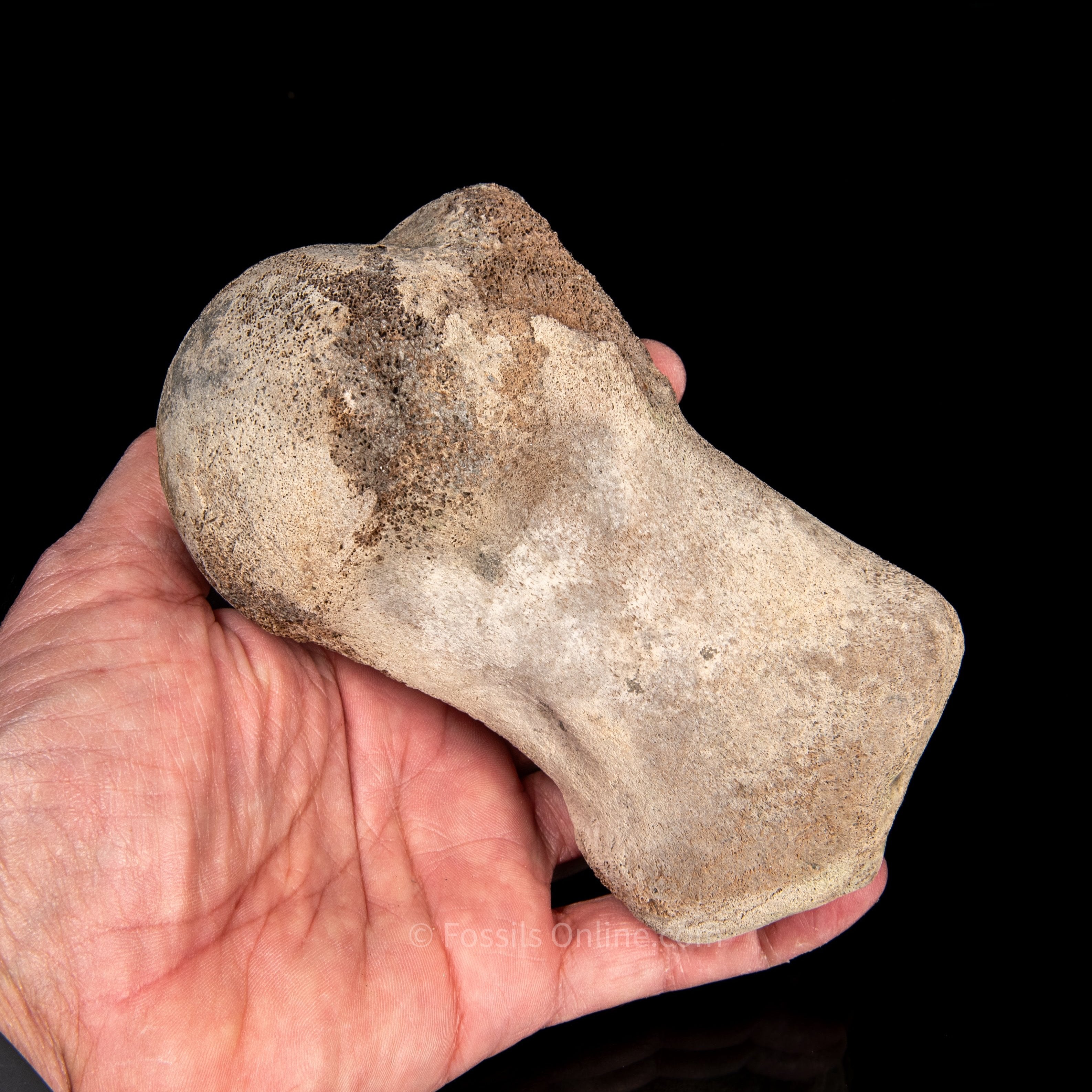 Fossil Whale Humerus Lee Creek