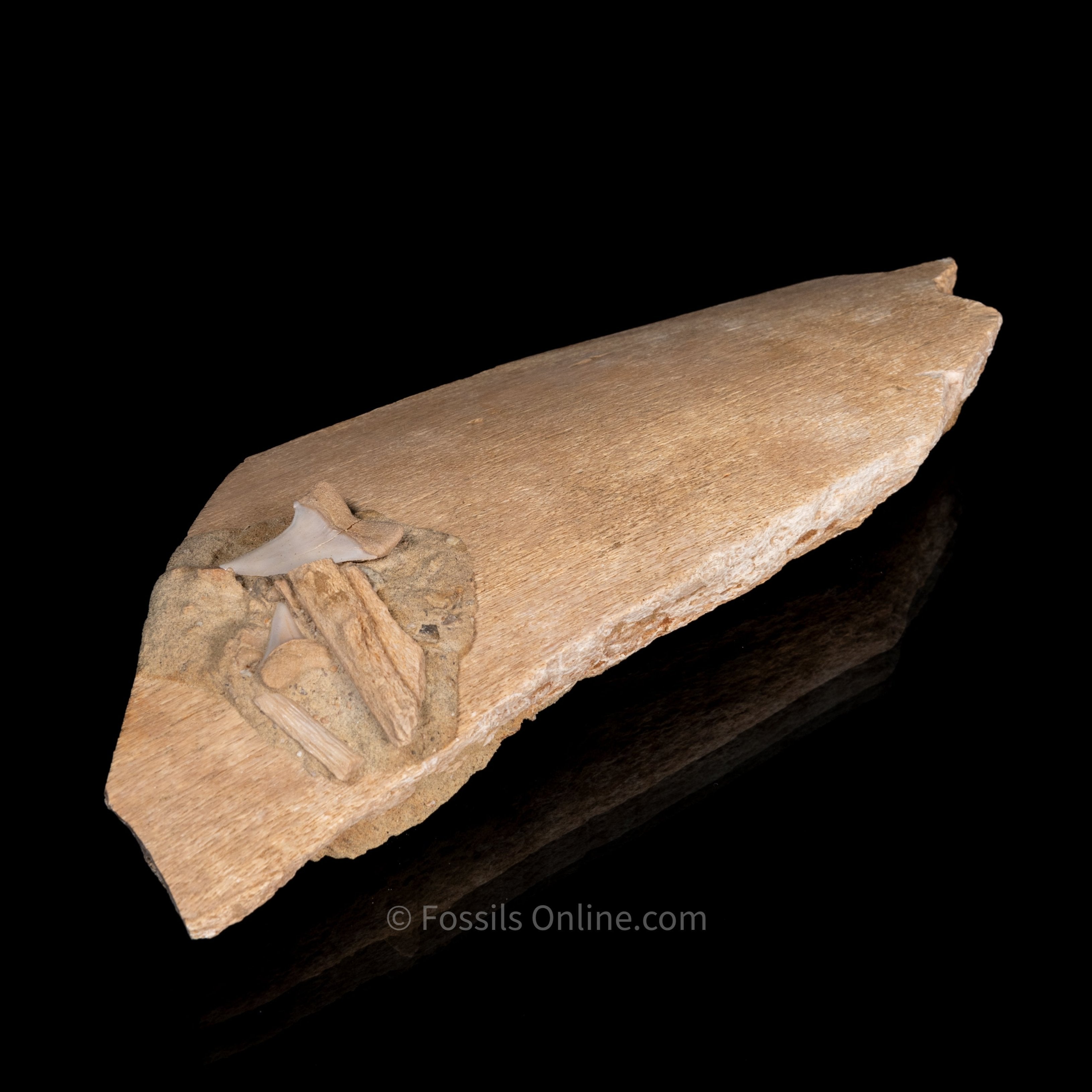 Fossil Whale Bone with Embedded C. Planus