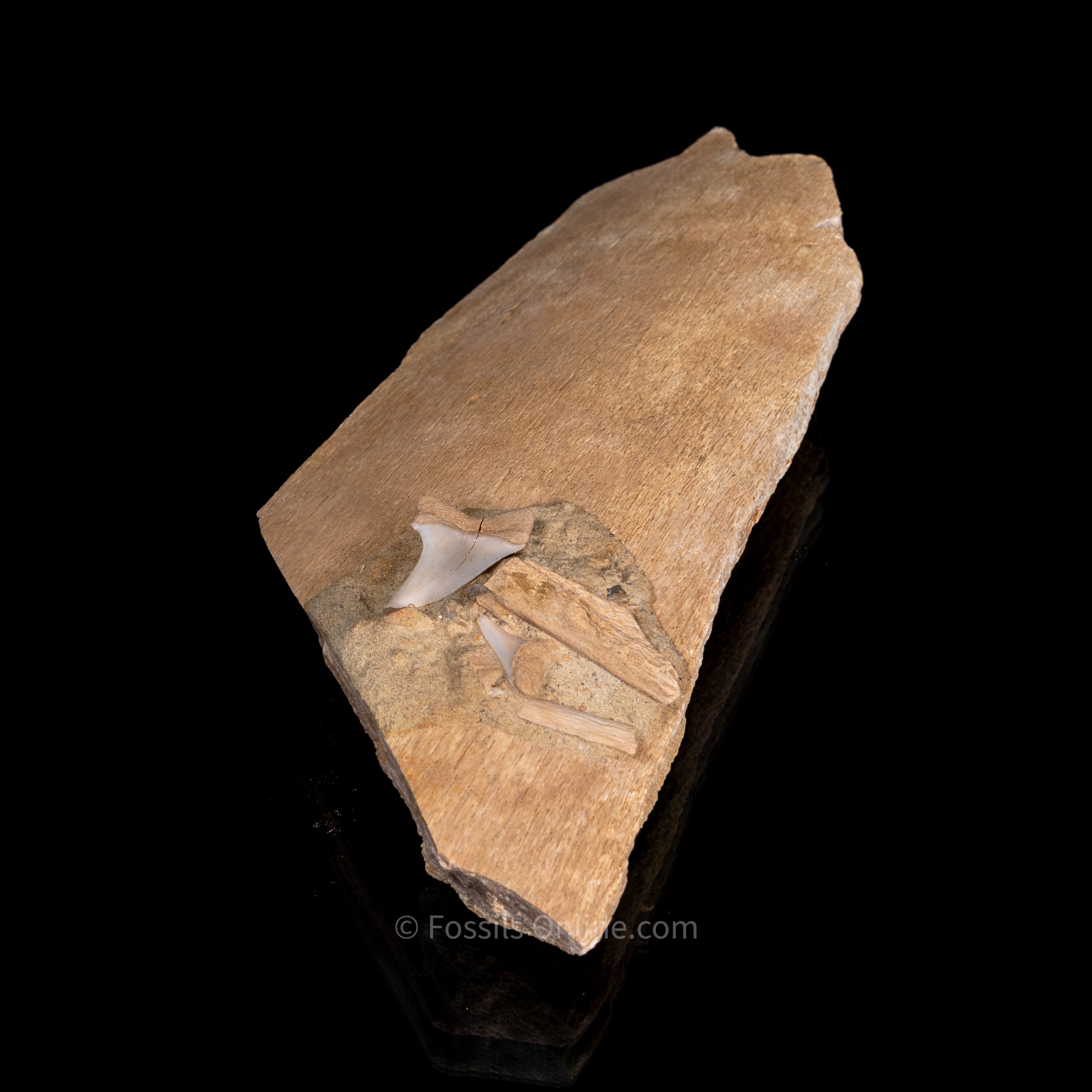 Fossil Whale Bone with Embedded C. Planus