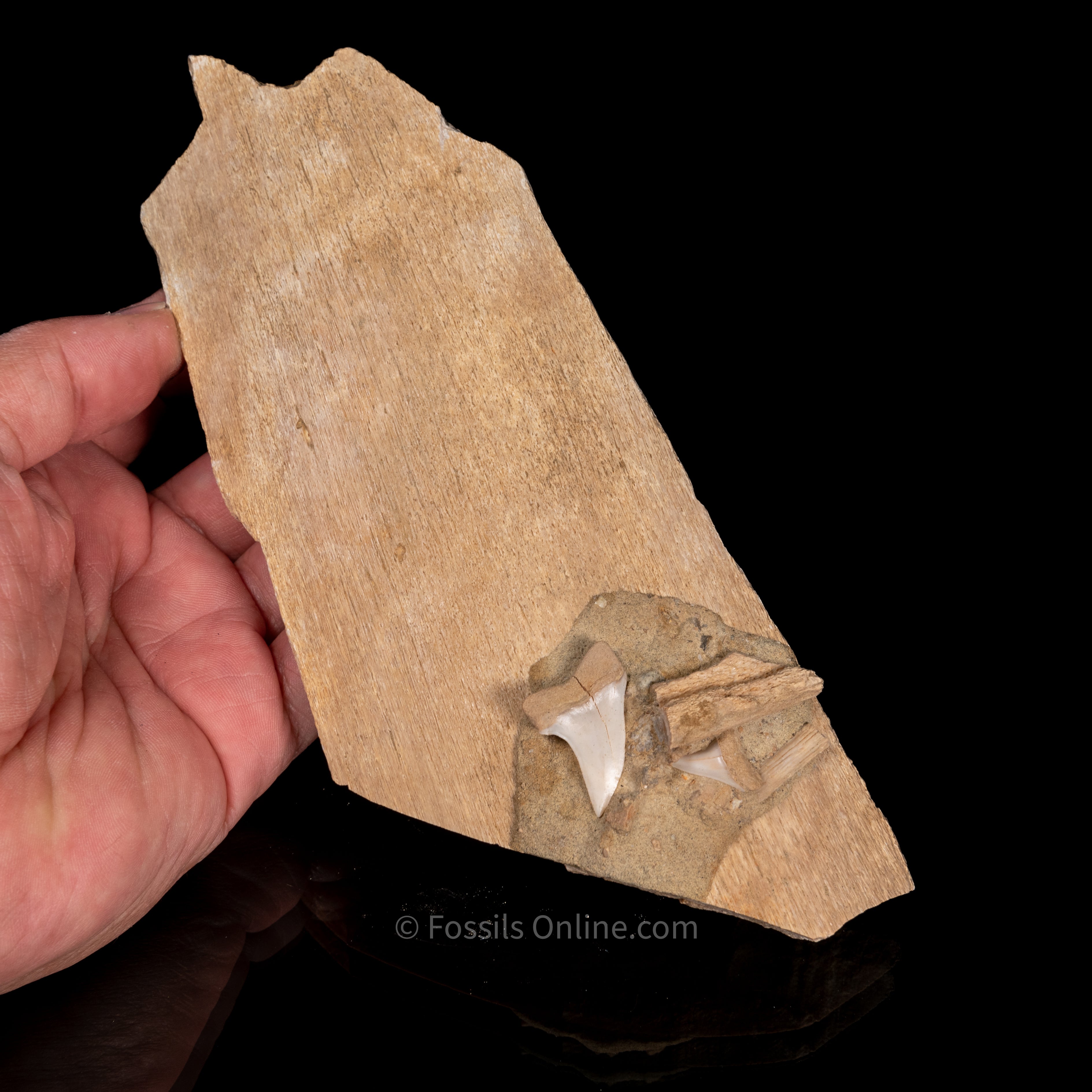 Fossil Whale Bone with Embedded C. Planus