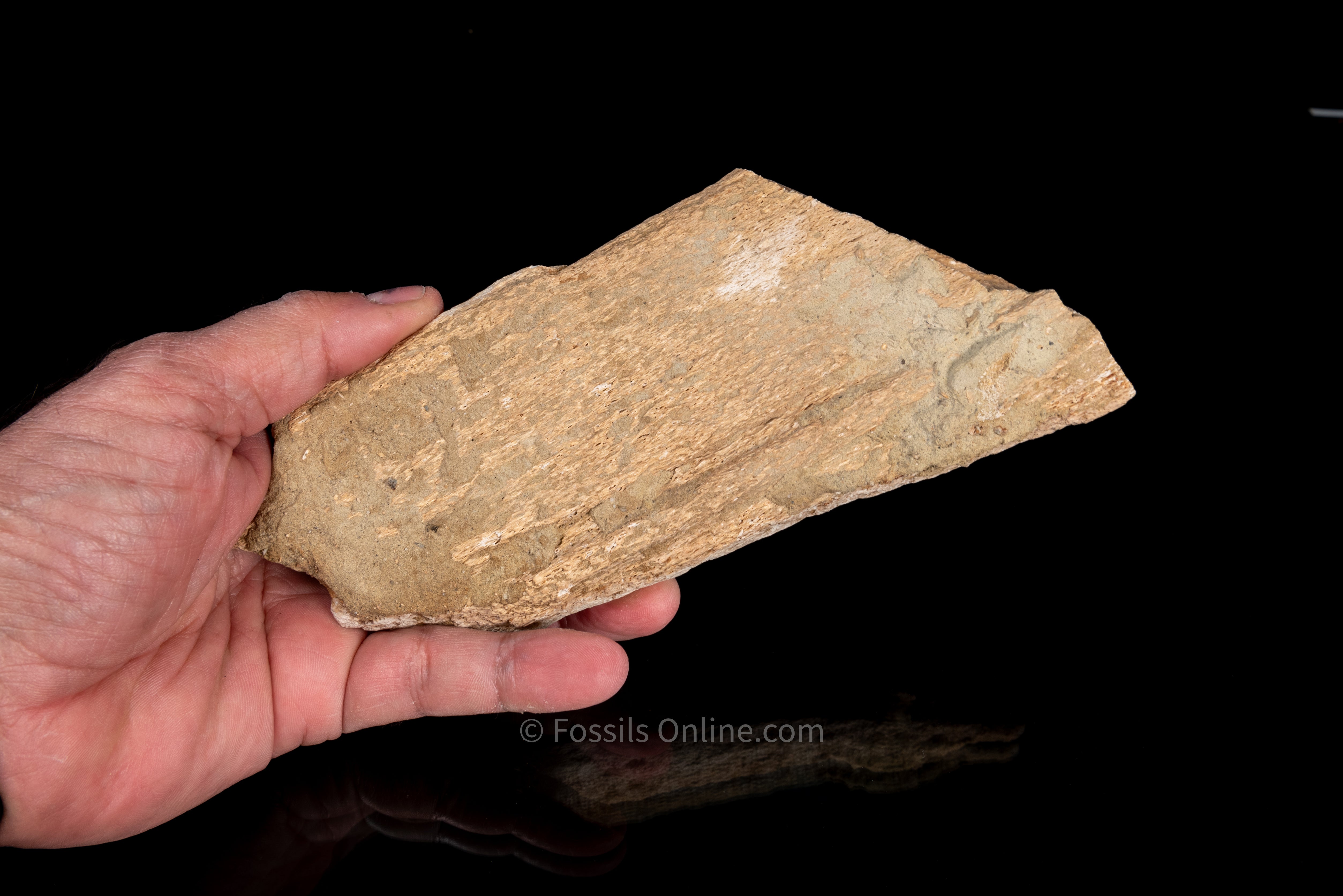Fossil Whale Bone with Embedded C. Planus