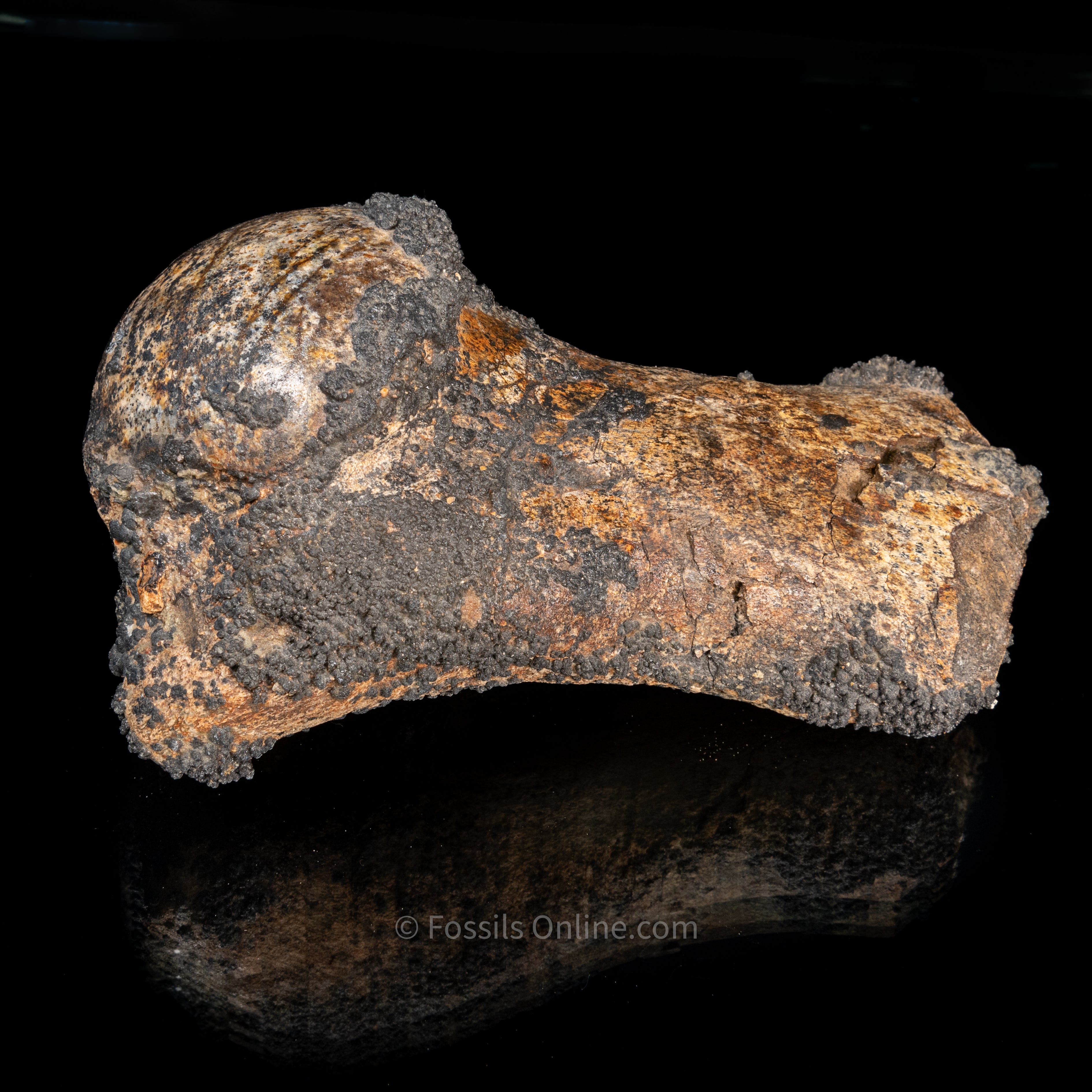 Whale Humerus Bakersfield CA