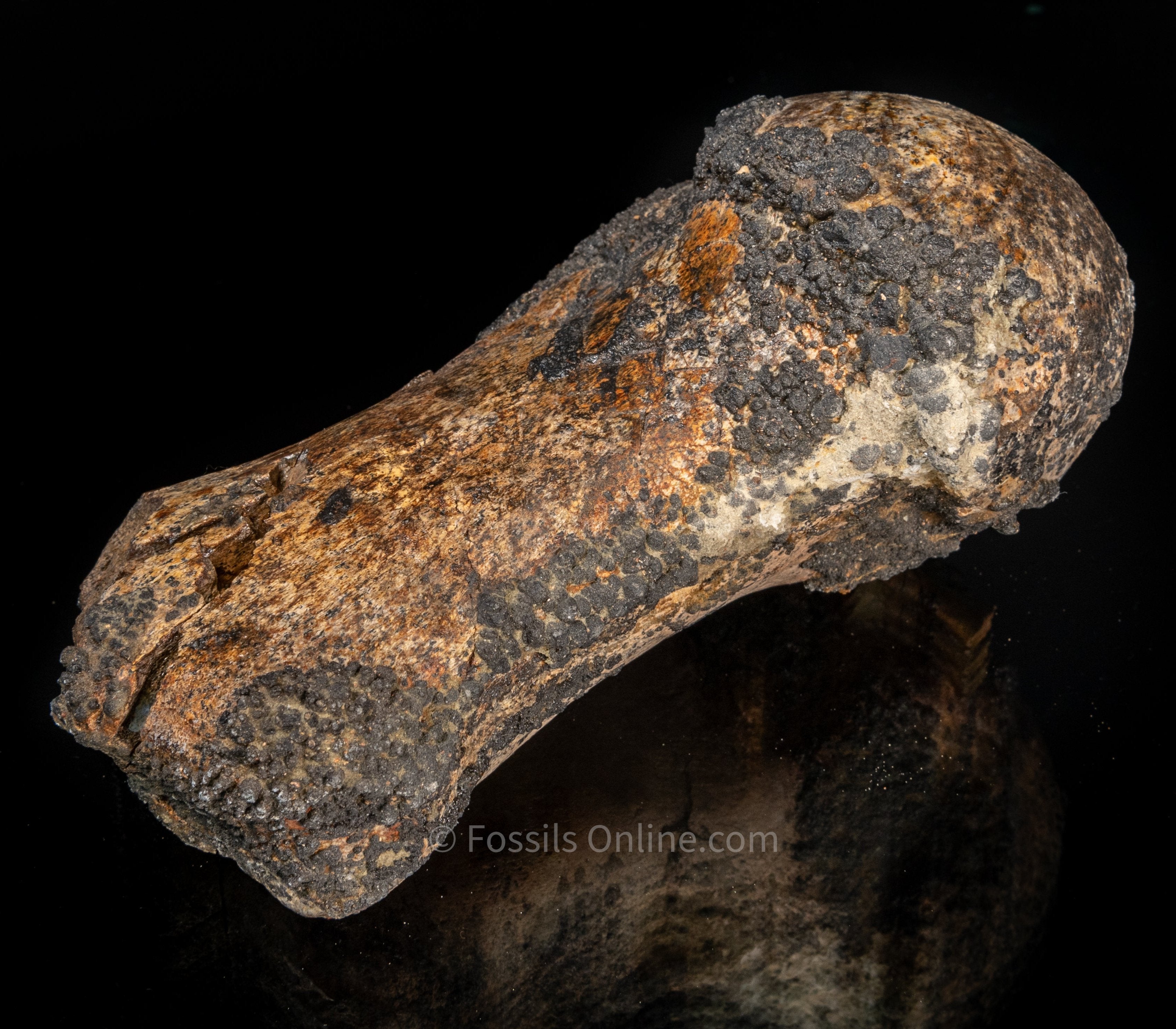 Whale Humerus Bakersfield CA