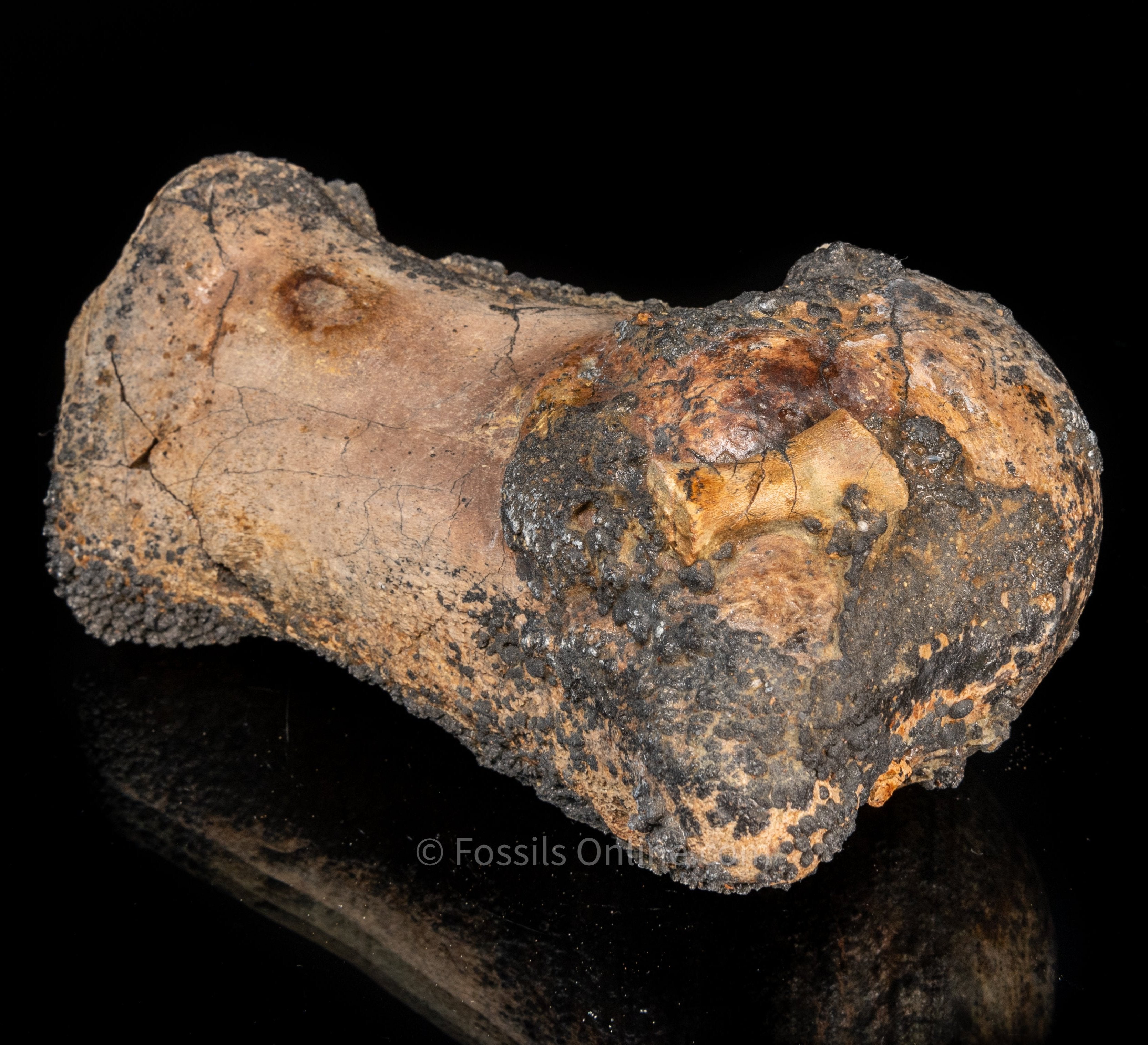 Whale Humerus Bakersfield CA
