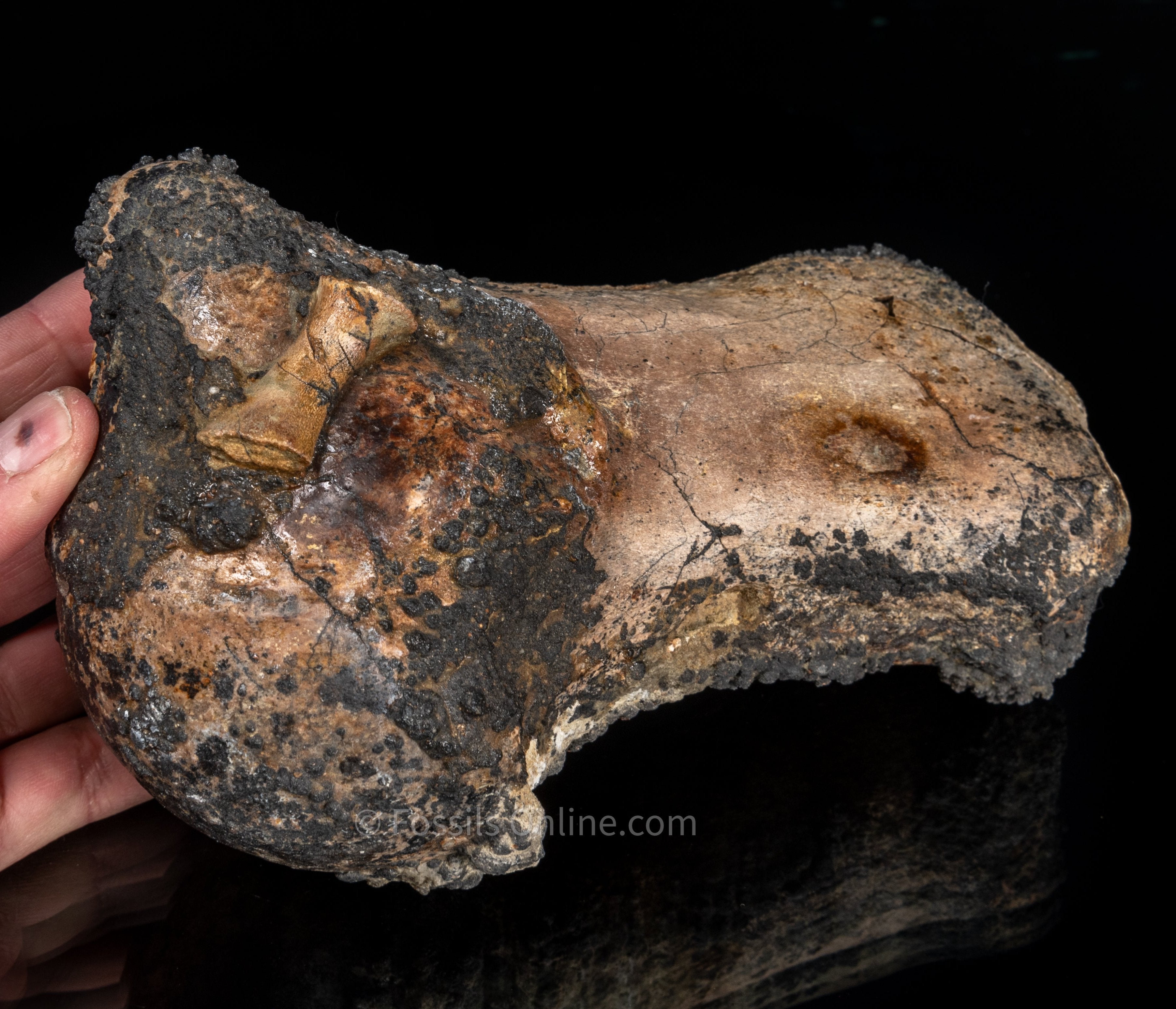 Whale Humerus Bakersfield CA