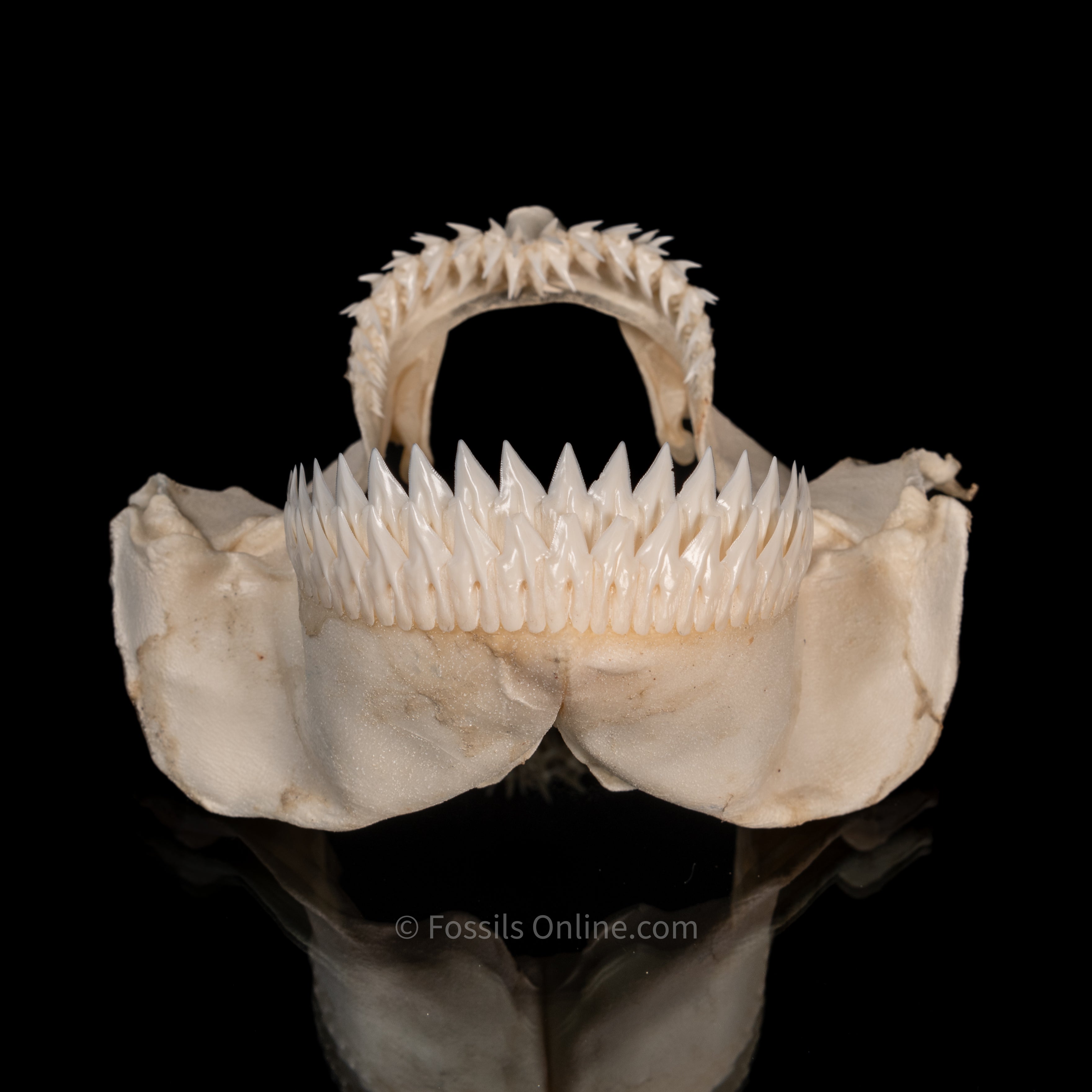 Seal Shark Jaw
