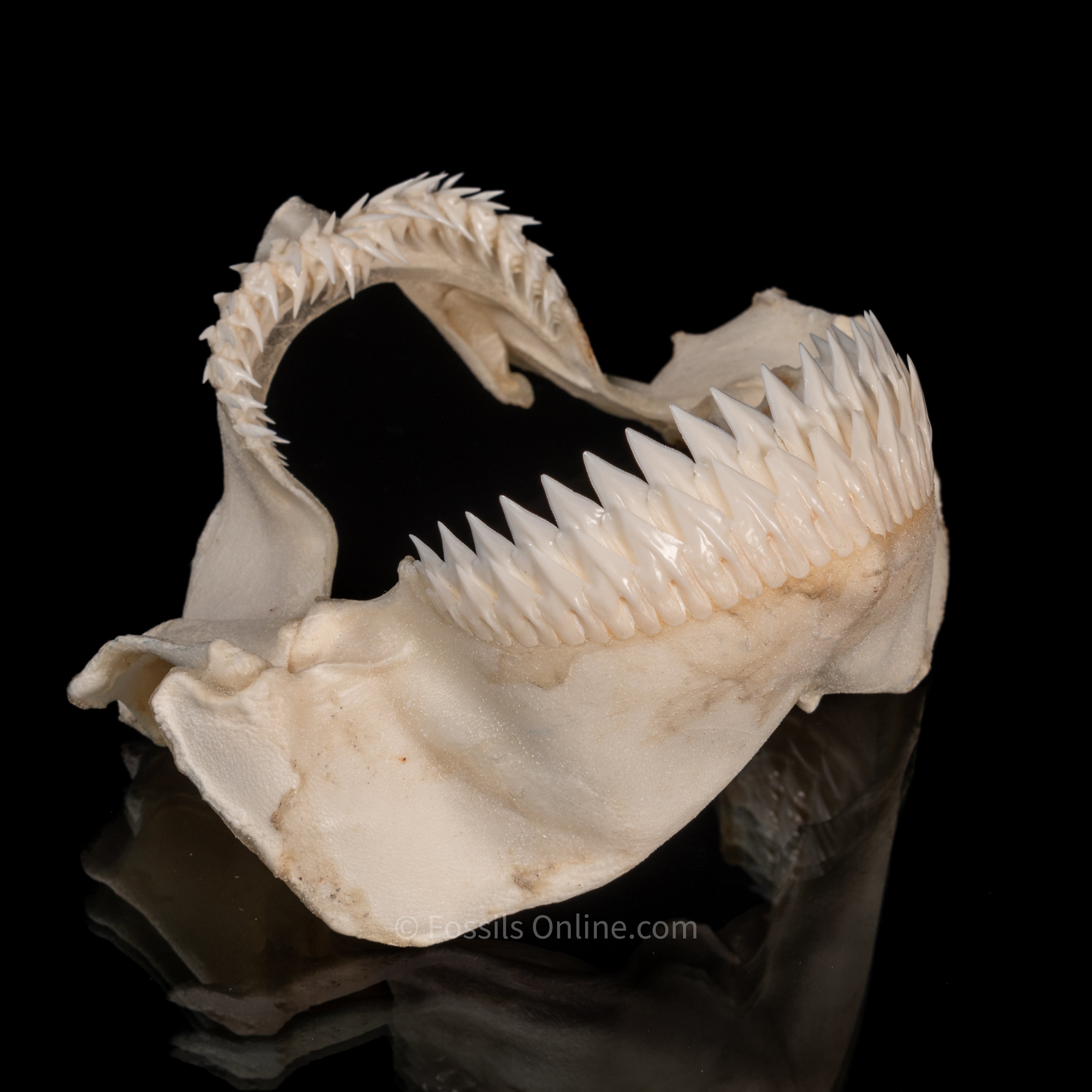 Seal Shark Jaw