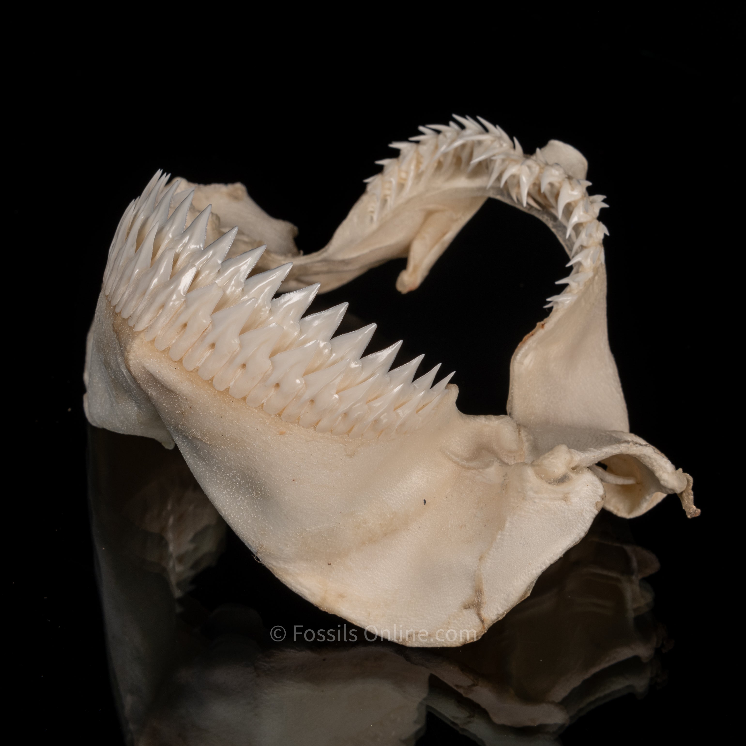 Seal Shark Jaw