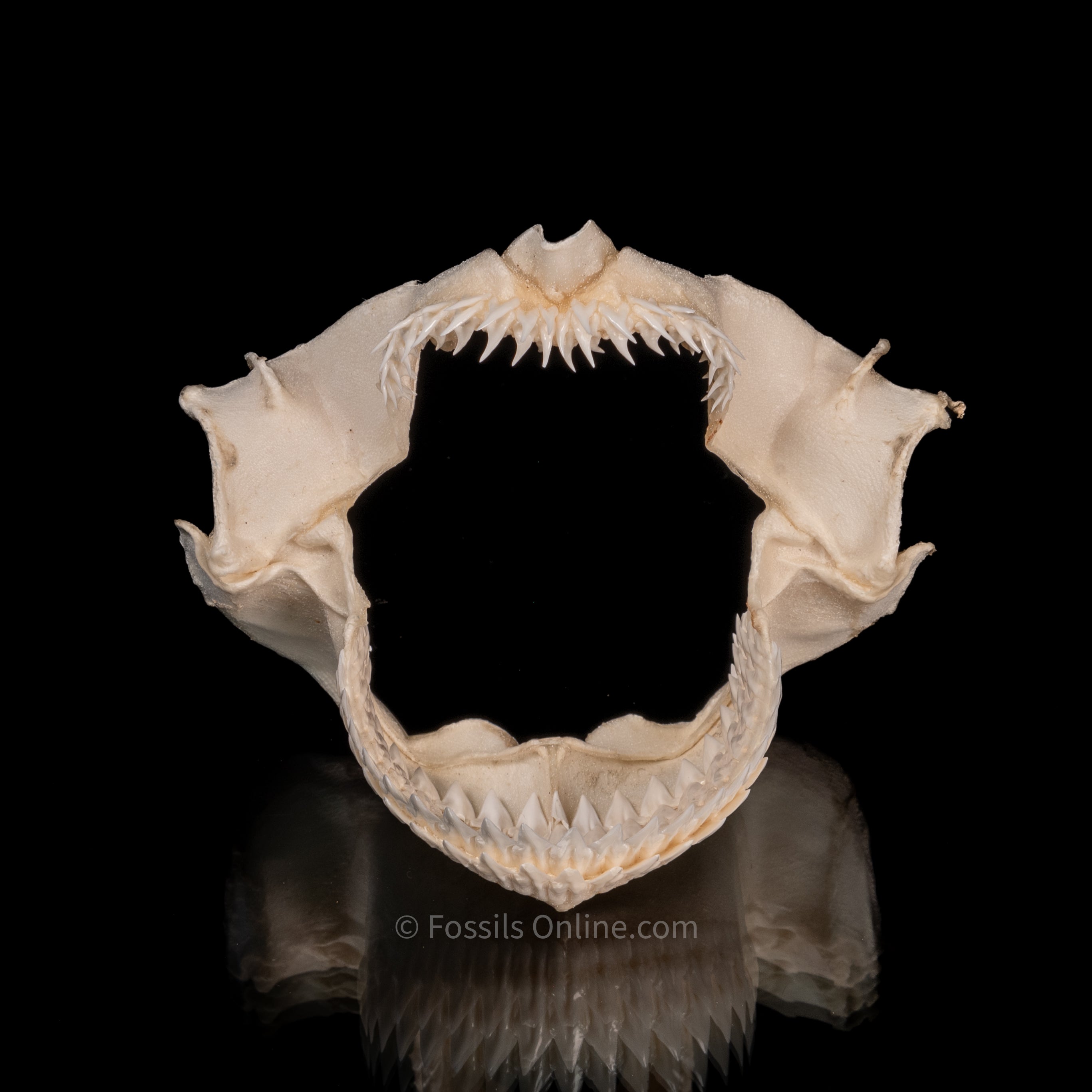 Seal Shark Jaw
