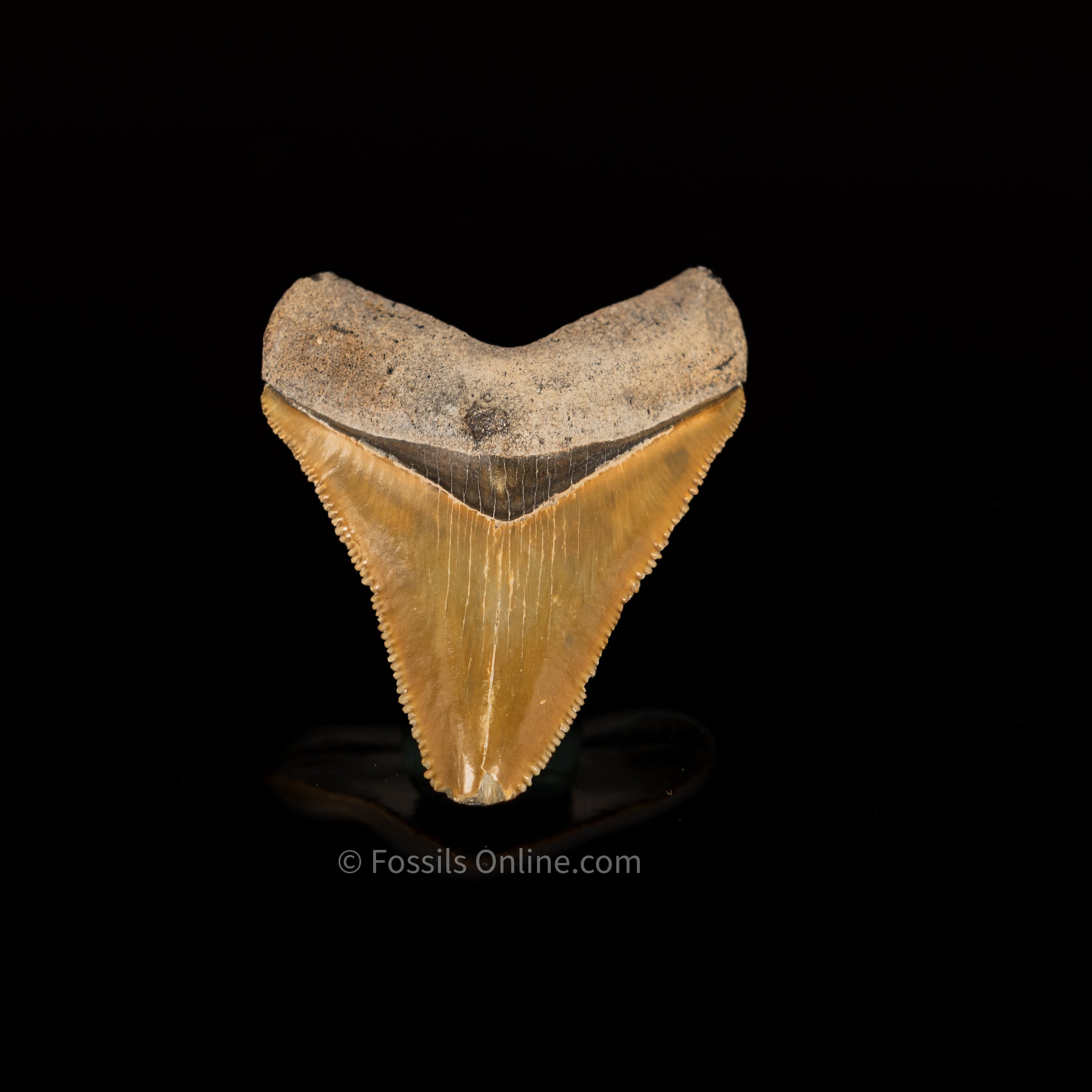 Light Green Bone Valley Megalodon 2.08"