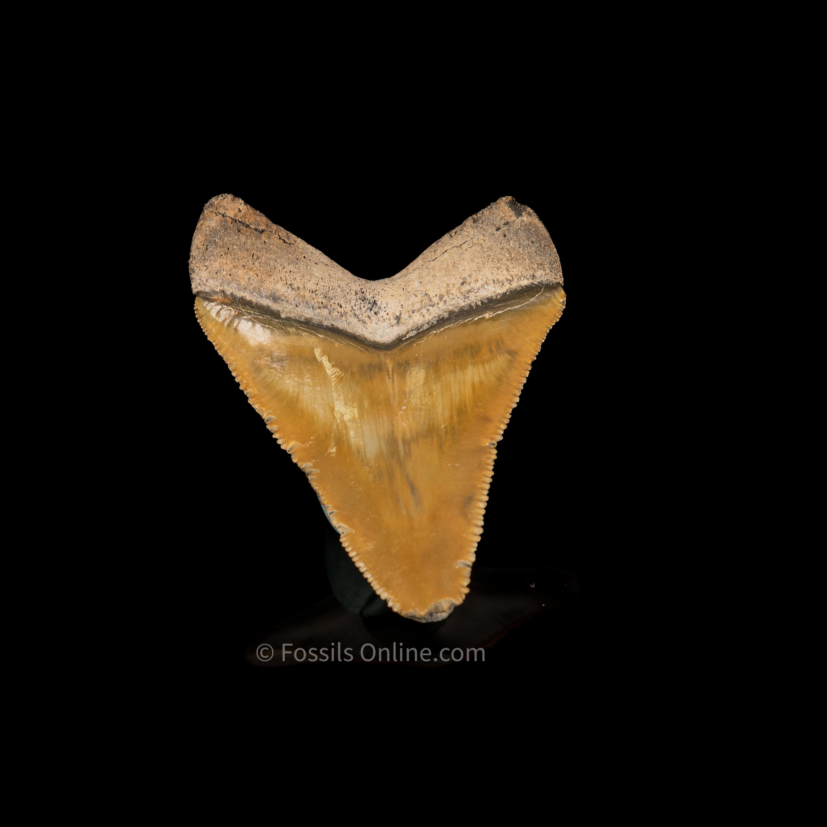 Light Green Bone Valley Megalodon 2.08"
