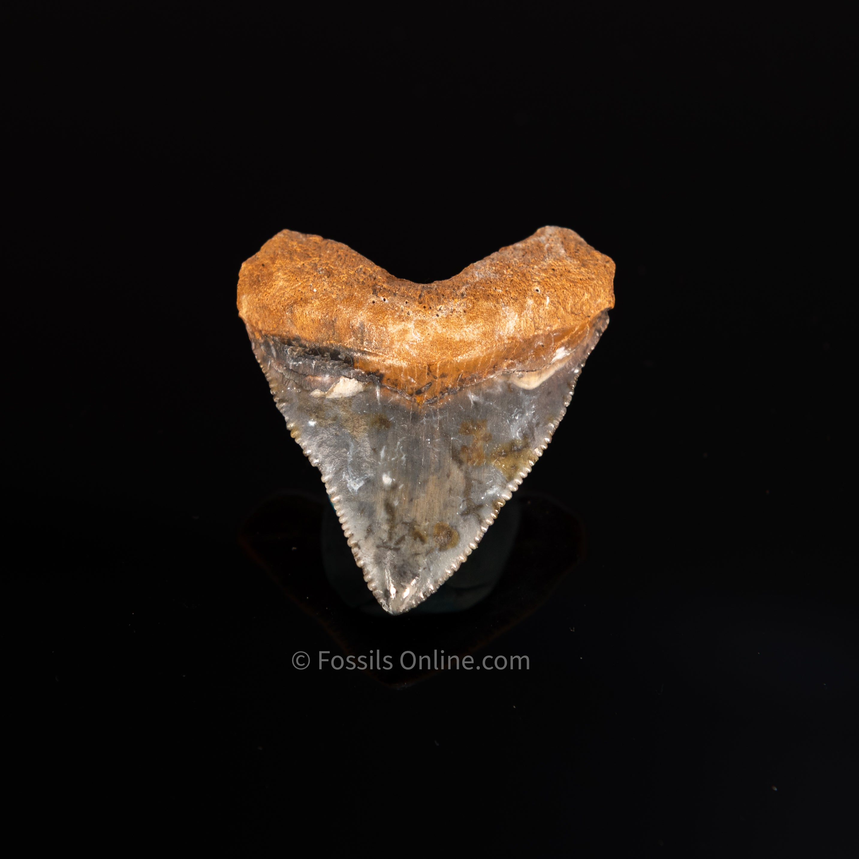 Baby Bone Valley Megalodon 1.64"