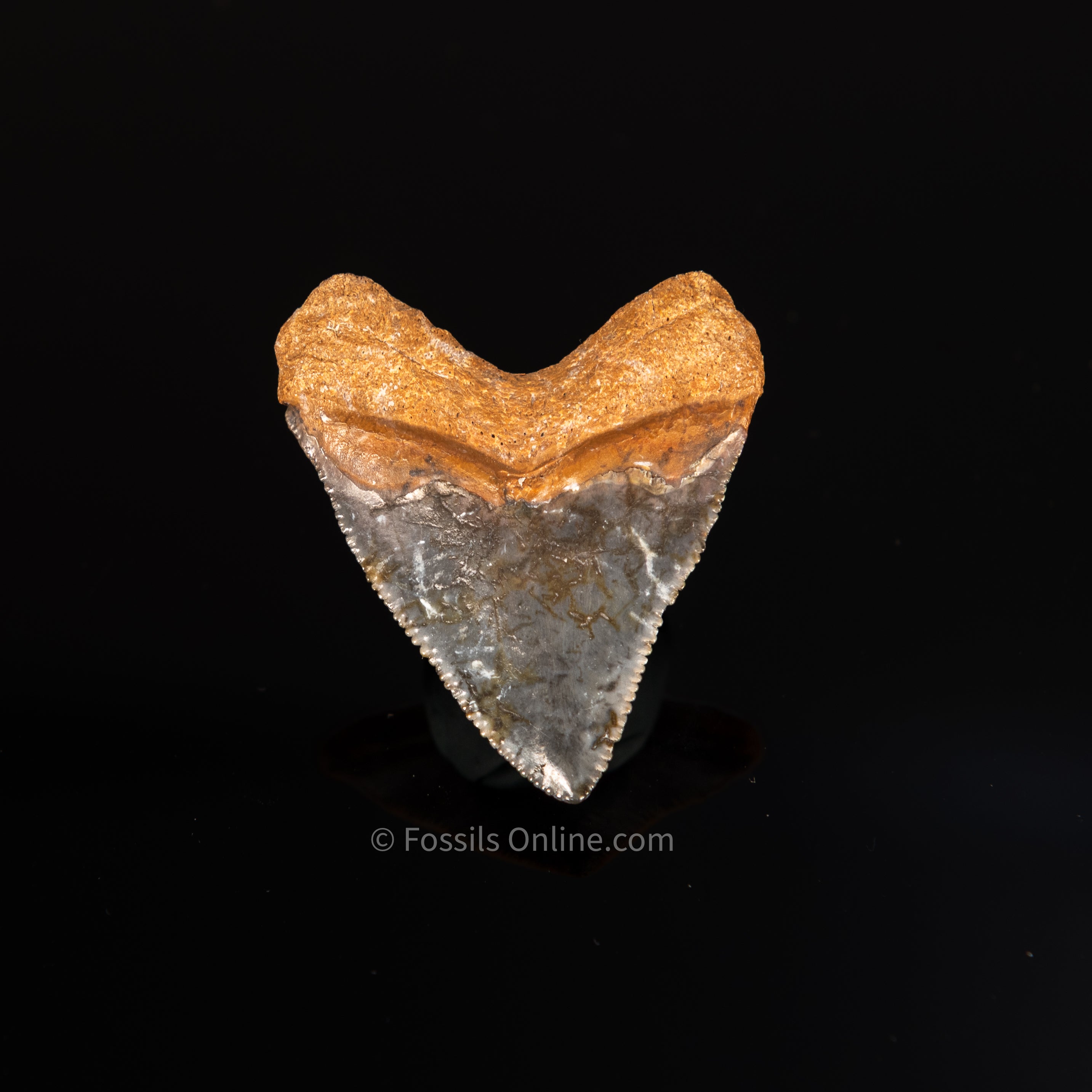 Baby Bone Valley Megalodon 1.64"