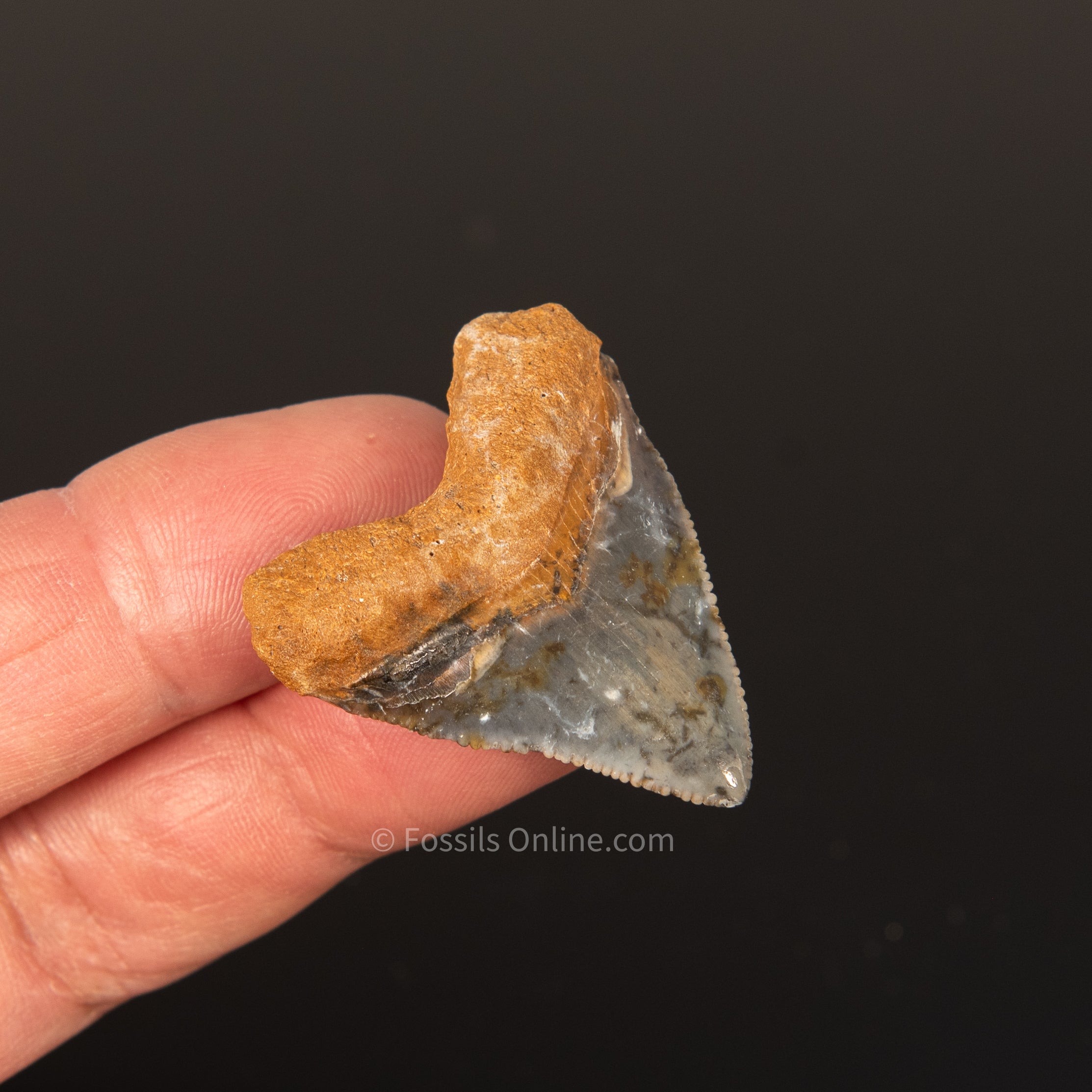 Baby Bone Valley Megalodon 1.64"
