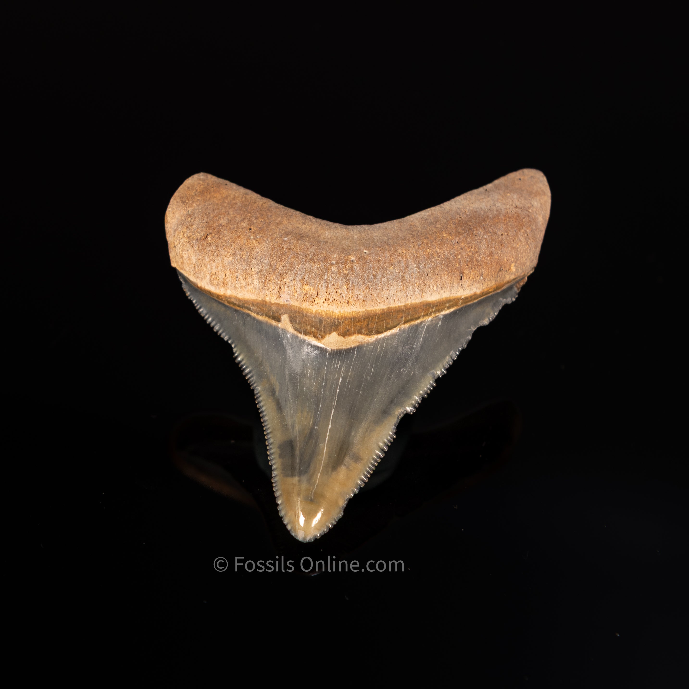 Quality Bone Valley Megalodon Tooth 2.08"