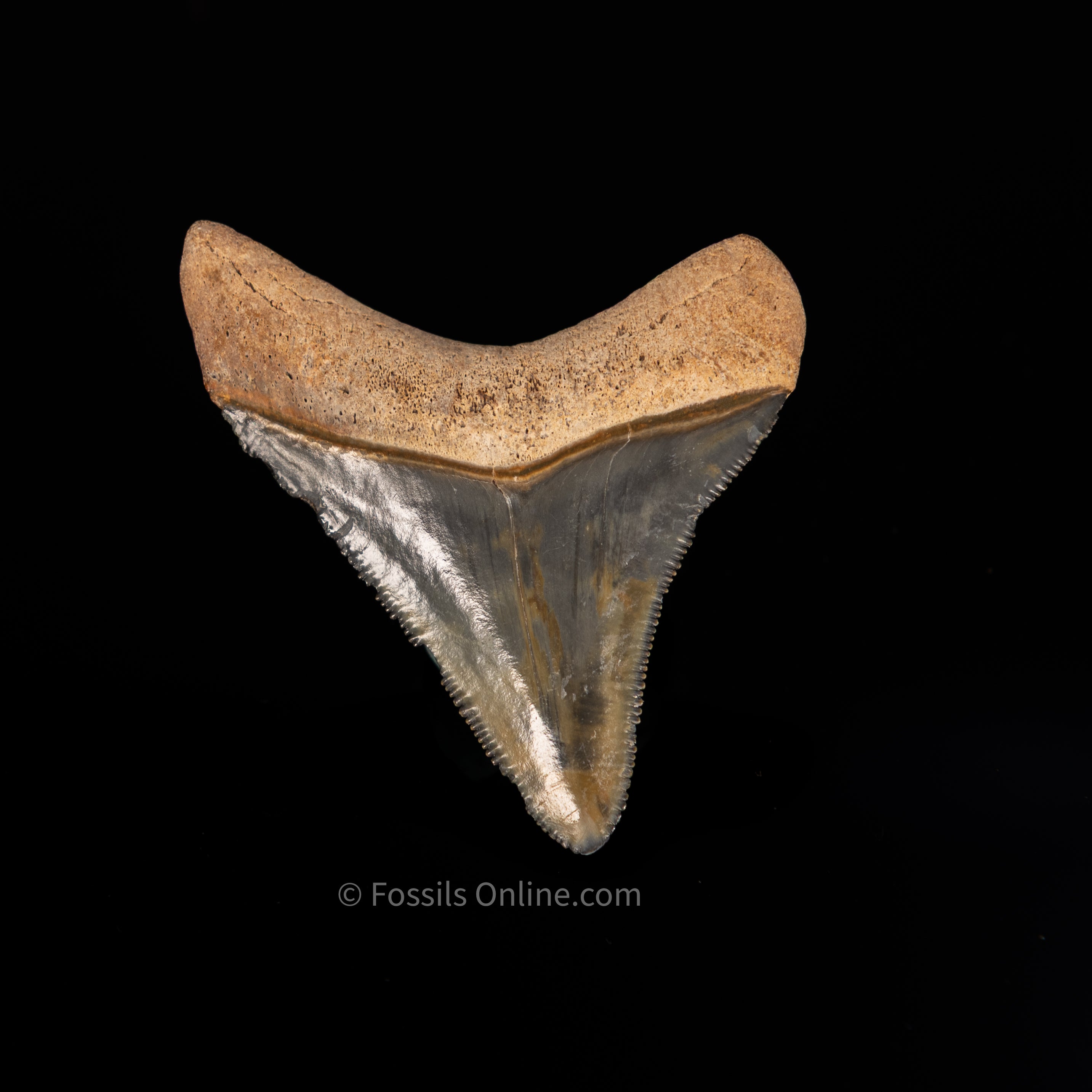 Quality Bone Valley Megalodon Tooth 2.08"
