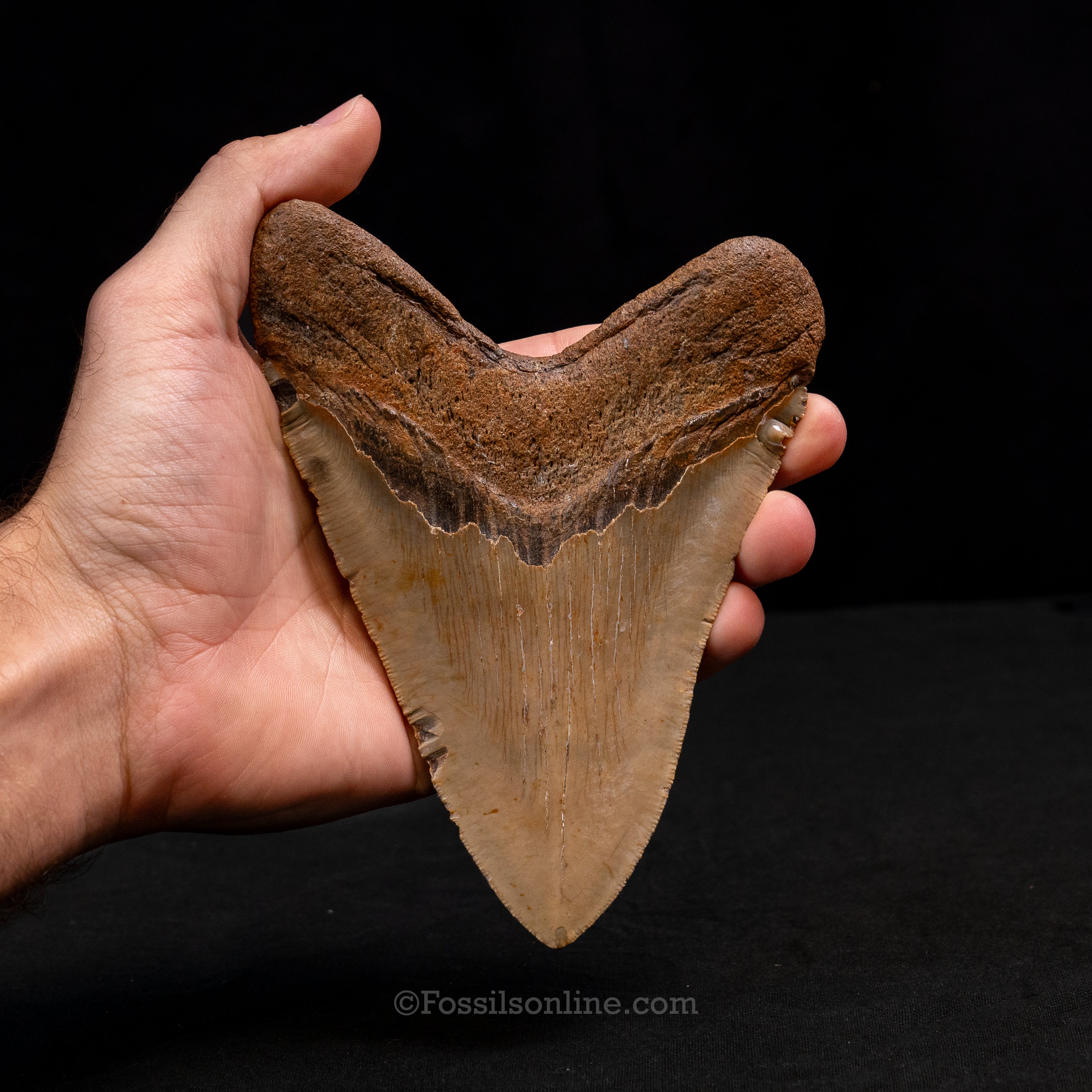 North Carolina Megalodon 5.98"