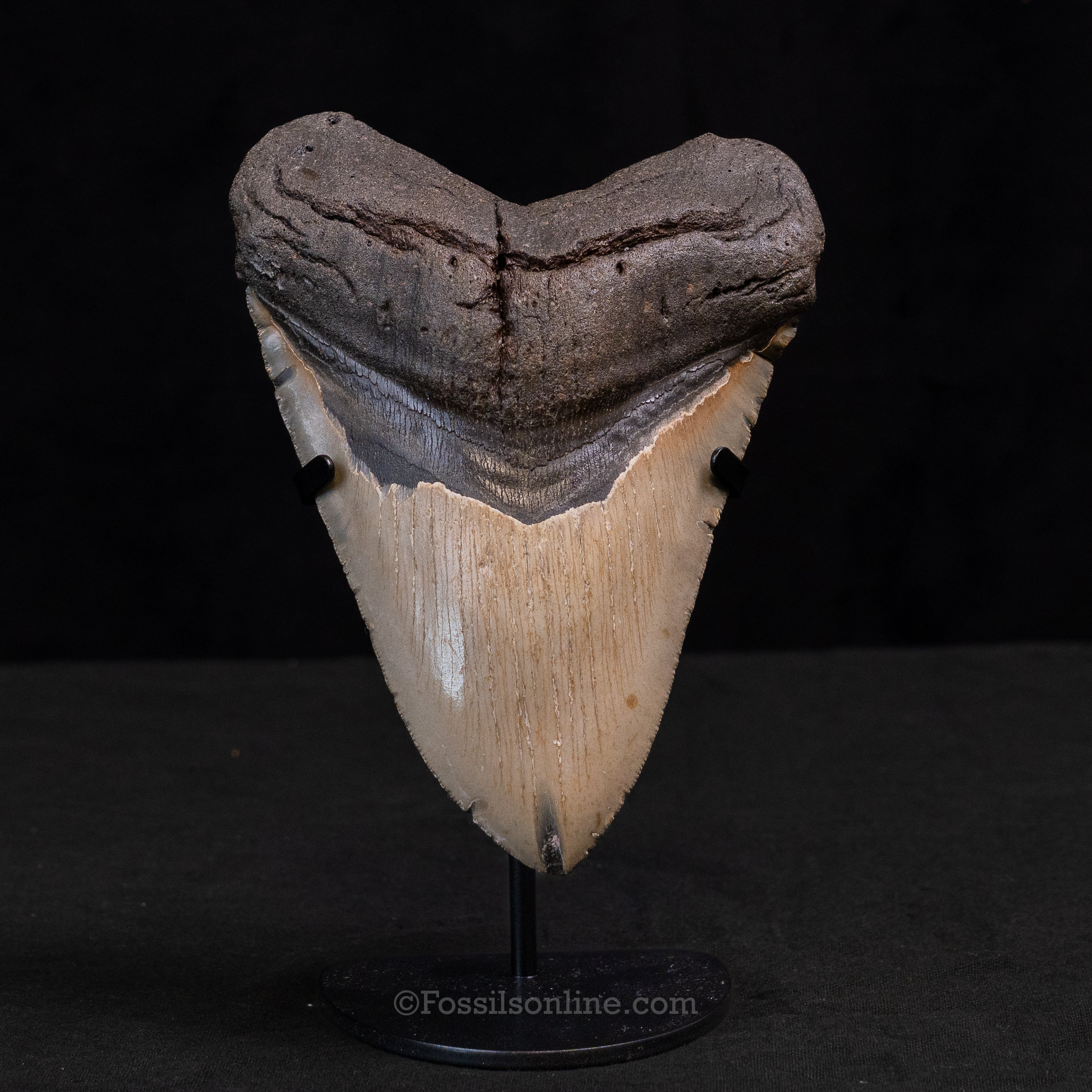 North Carolina Megalodon 5.90"